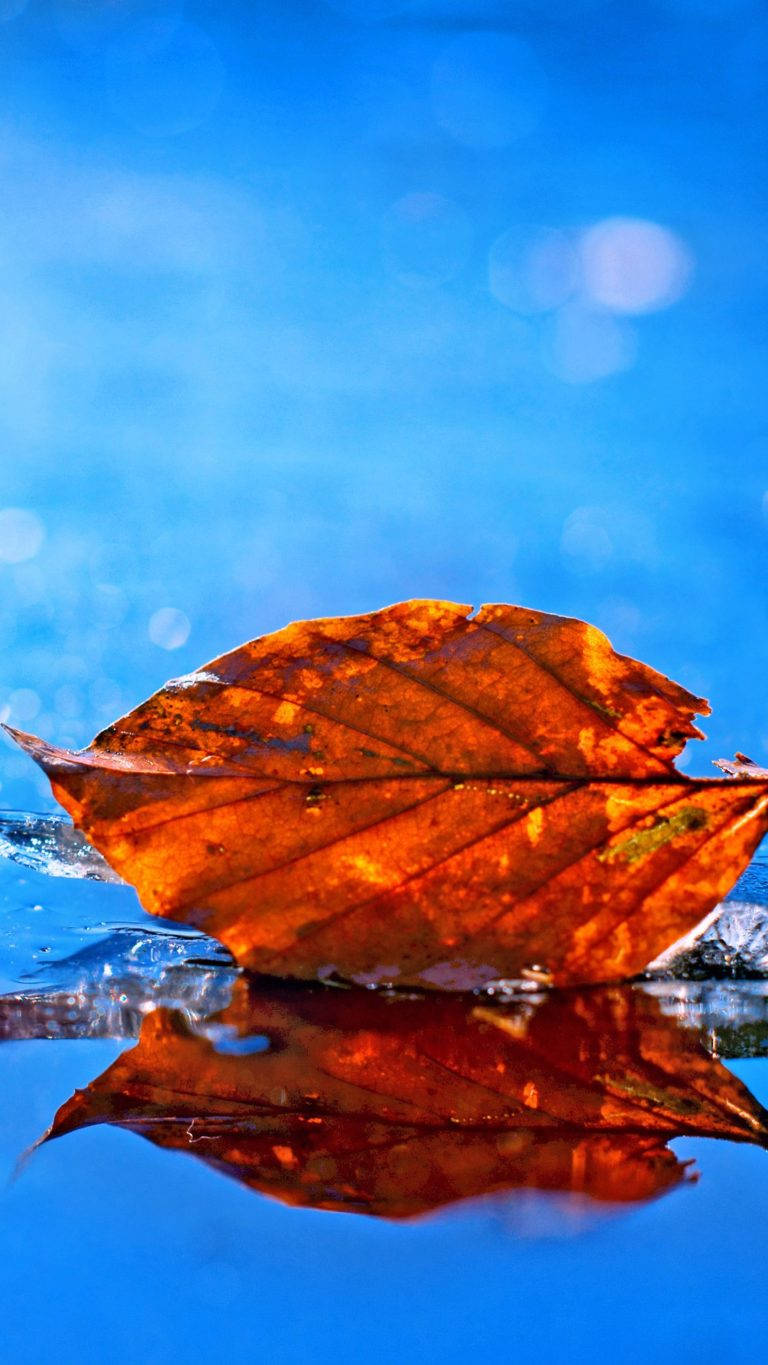 Huawei Honor, leaf fall, vibrant orange autumn leaf, HD Phone Wallpaper