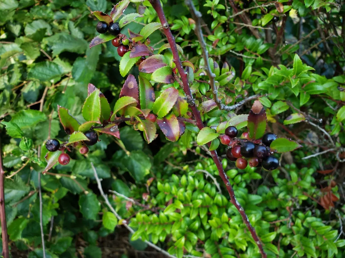 Huckleberry