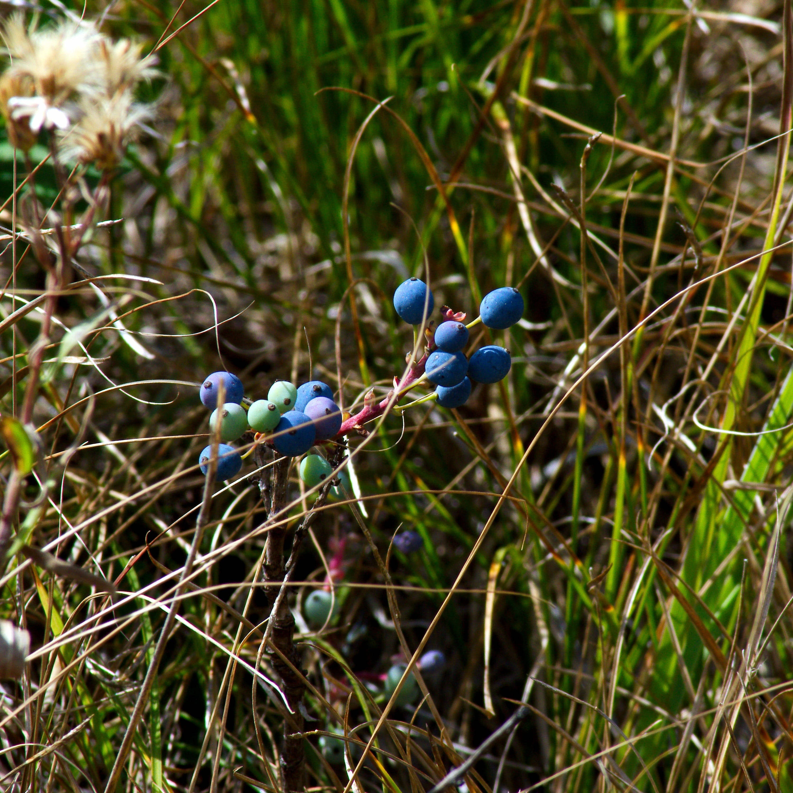 huckleberry, blue berries, green berries, 2K Desktop Wallpaper