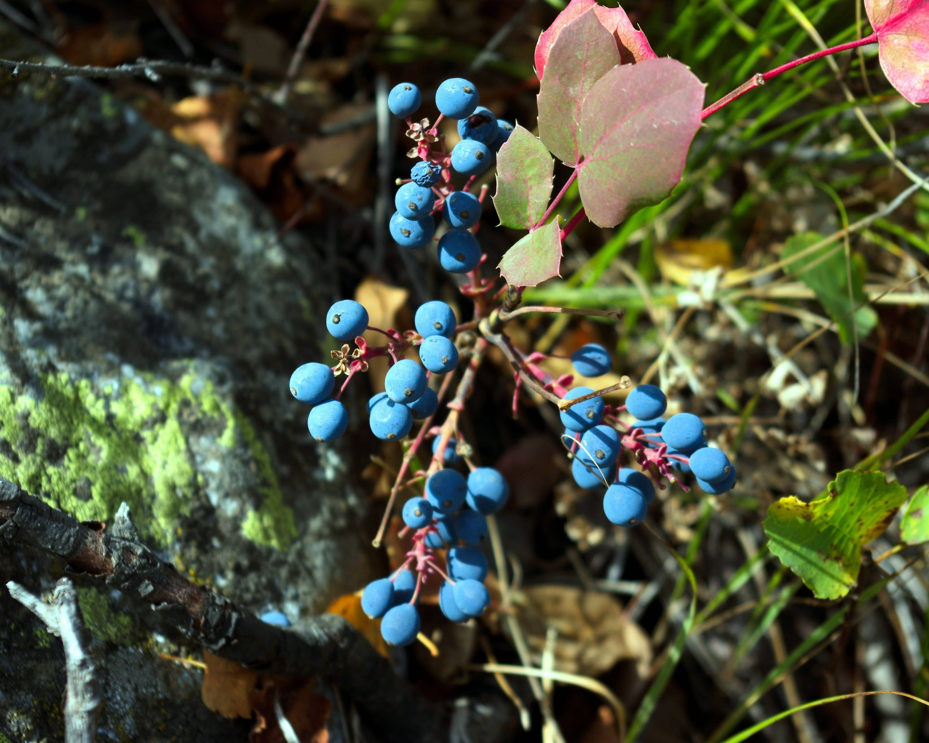 Huckleberry, blue berries, pinkish leaves, 2K Desktop Wallpaper