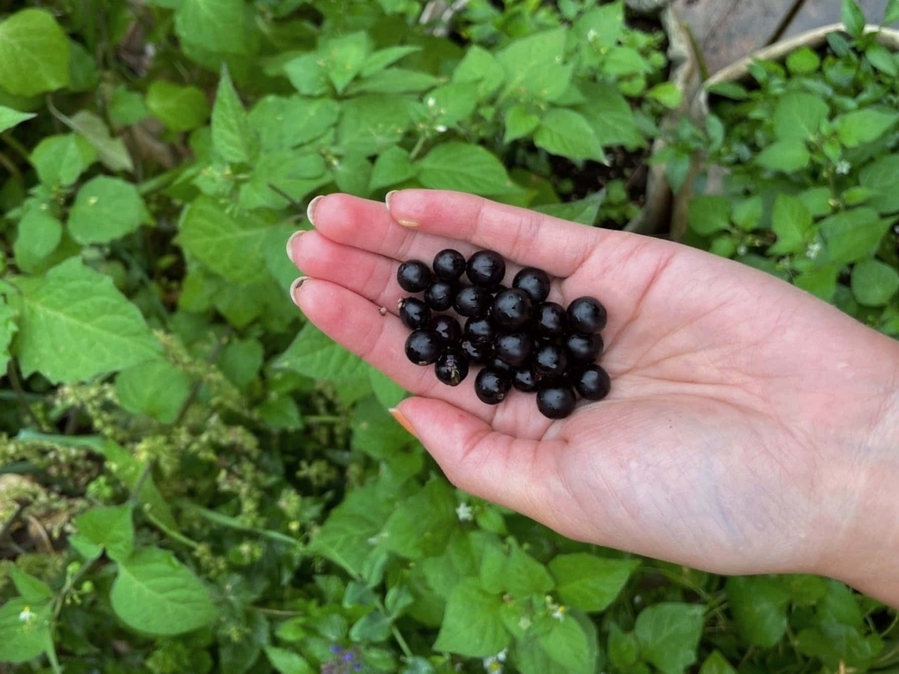 Huckleberry, glossy black berries, lush green foliage, HD Desktop Wallpaper