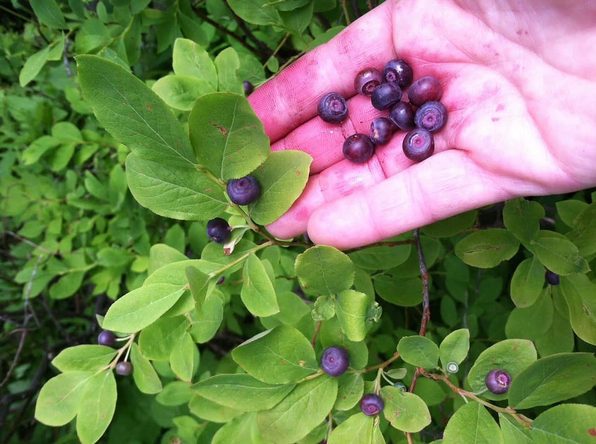 Huckleberry, dark purple blueberries, vibrant green leaves, SD Desktop Wallpaper