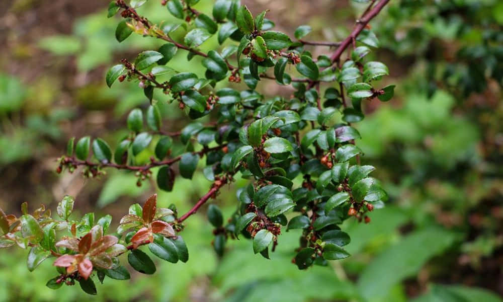 Huckleberry, green leaves, reddish berries, SD Desktop Wallpaper