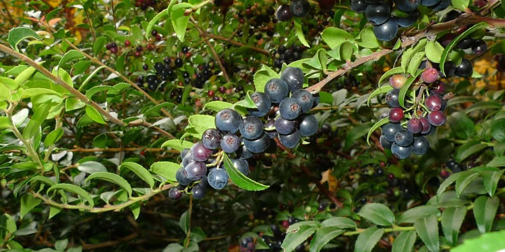 ripe huckleberries, dark blue berries, leafy green branches, SD Desktop Wallpaper