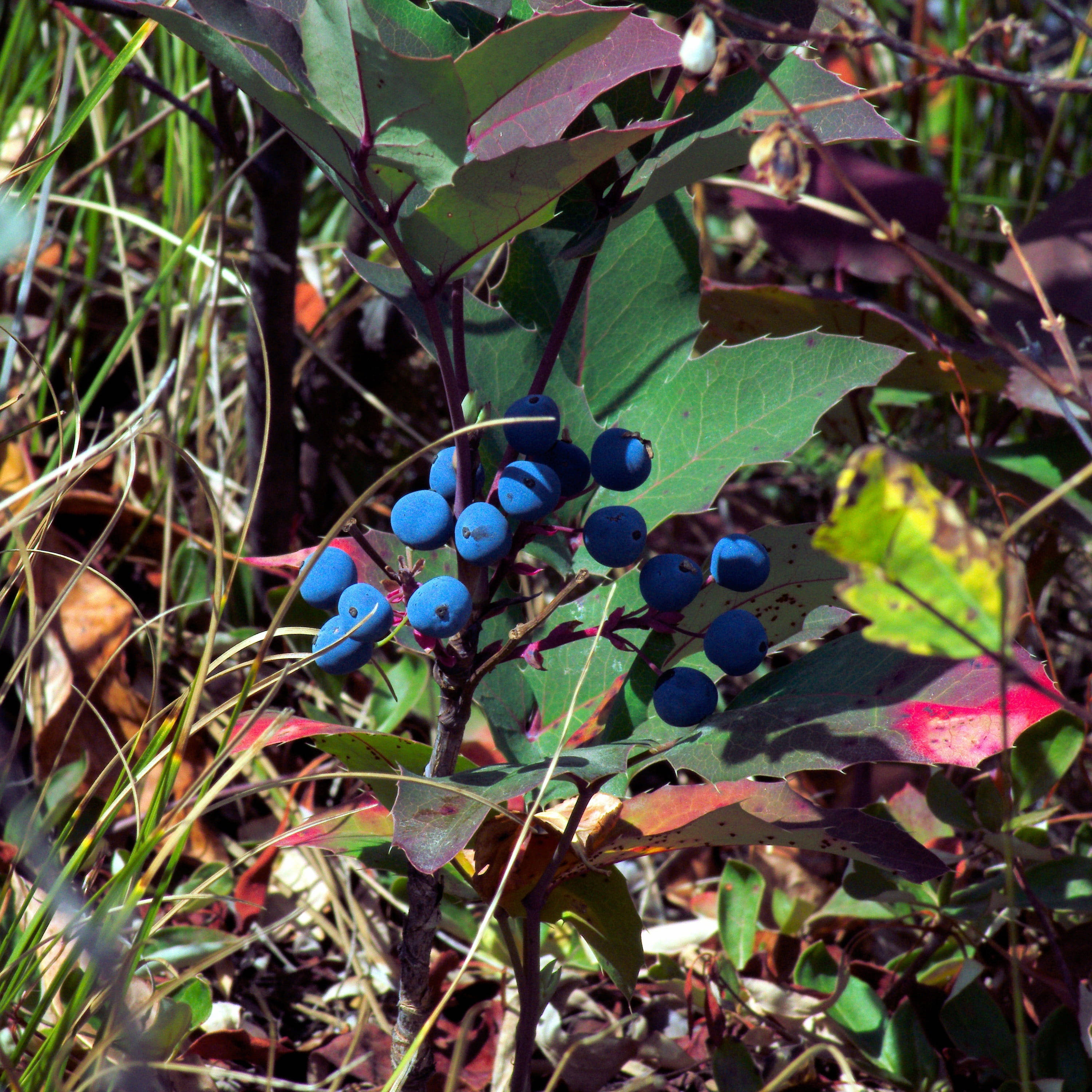 ripe huckleberry, spiky leafy bush, autumn grasses, 2K Desktop Wallpaper
