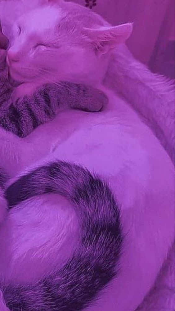 cats, white cat, tabby cat, SD Phone Wallpaper
