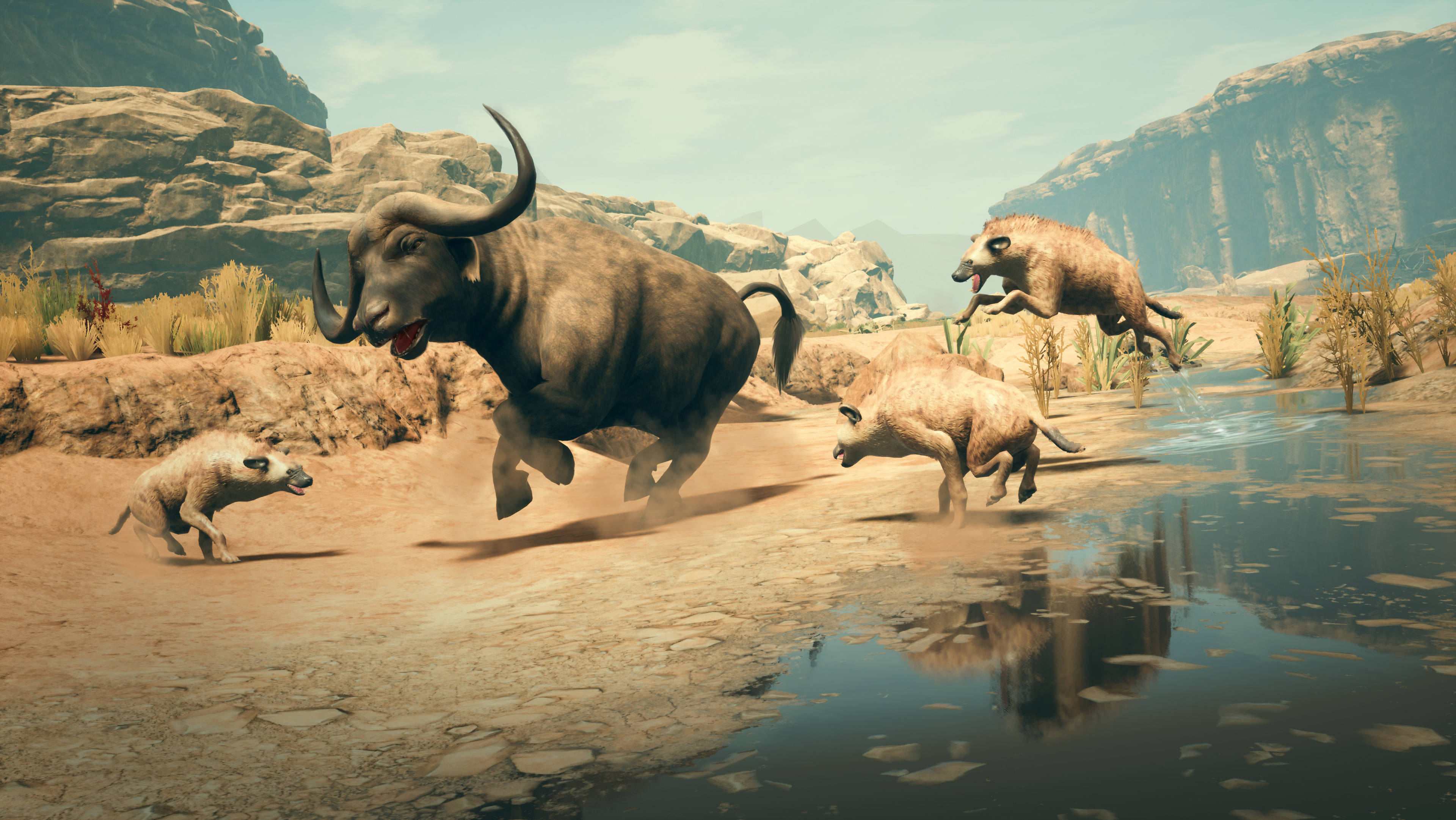 Humankind, savannah animals, horned bovine, 4K Desktop Wallpaper