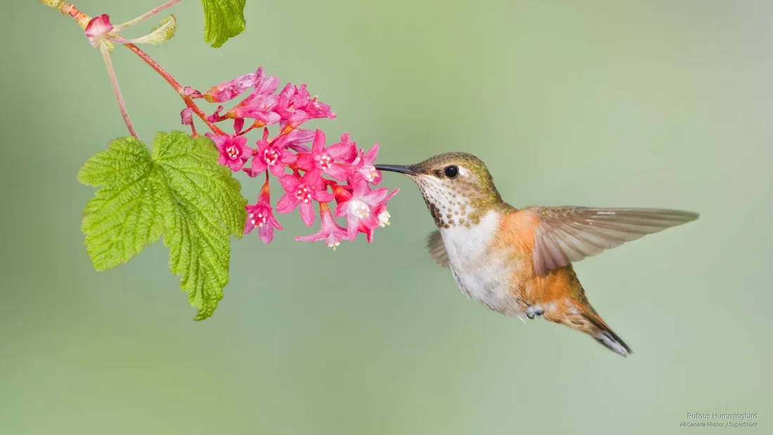 Hummingbird