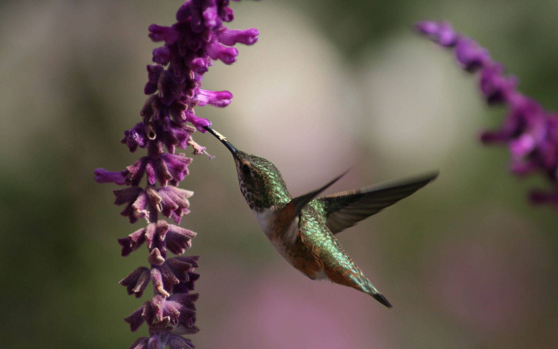 hummingbird, iridescent green feathers, vibrant purple flower spike, Full HD Desktop Wallpaper