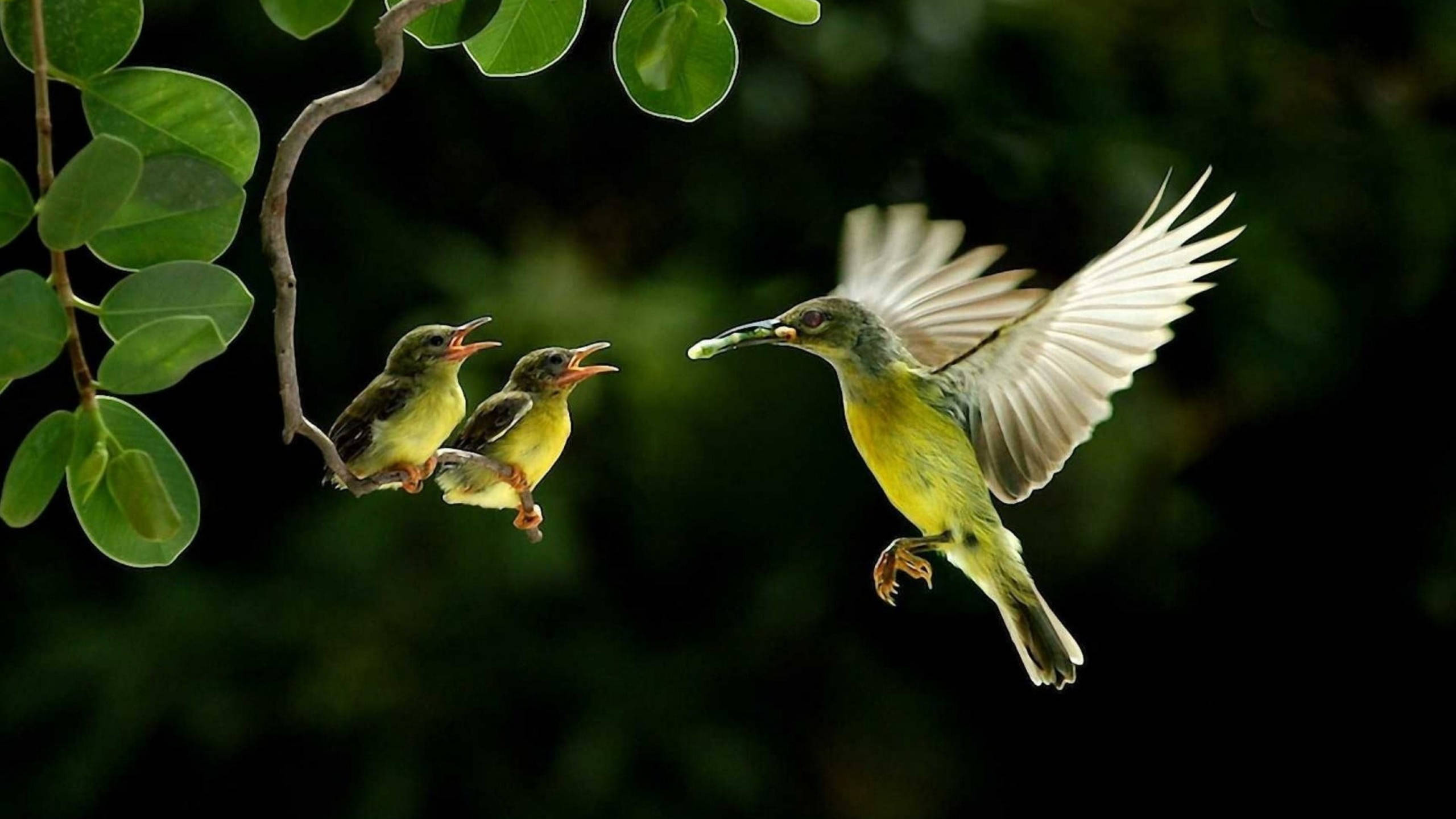 Hummingbird, babies, mid-flight, 2K Desktop Wallpaper