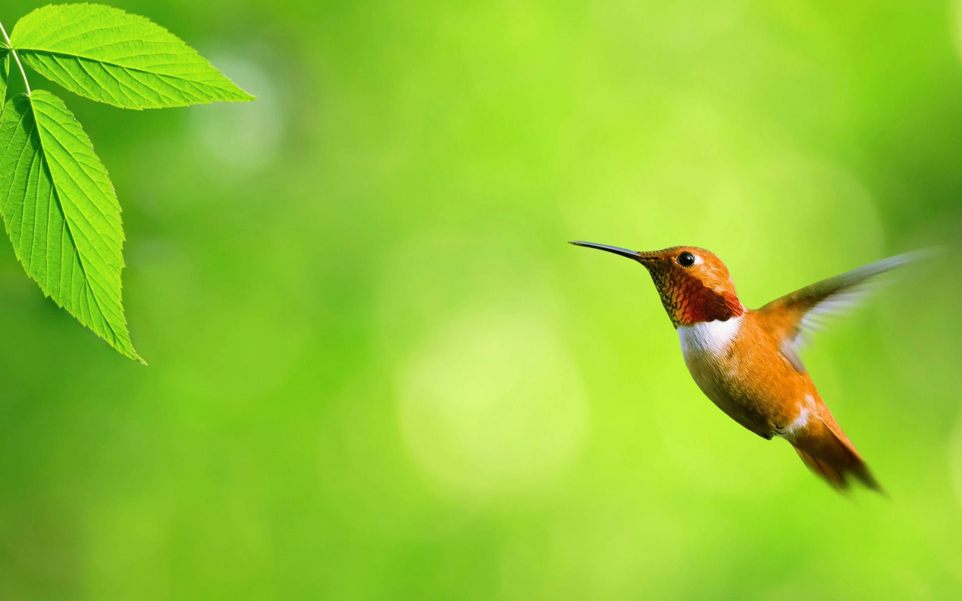 Hummingbird, green leaves, fresh green leaf, Full HD Desktop Wallpaper