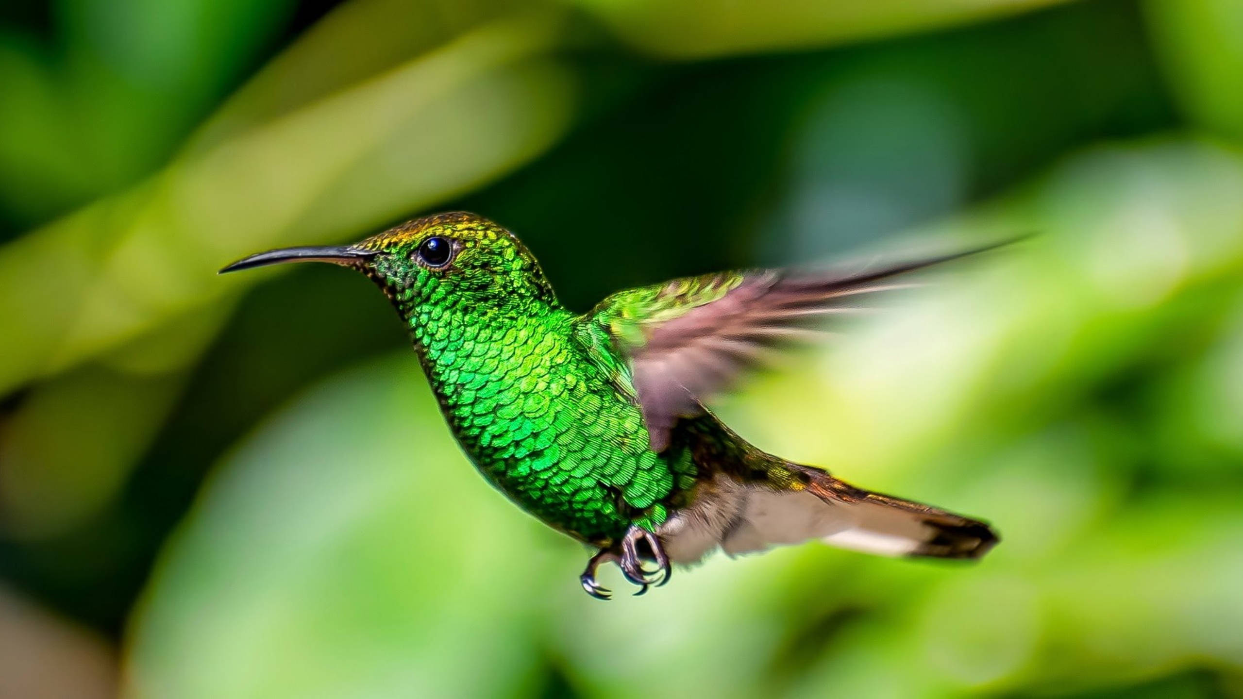 green hummingbird, vibrant green, midair, 2K Desktop Wallpaper