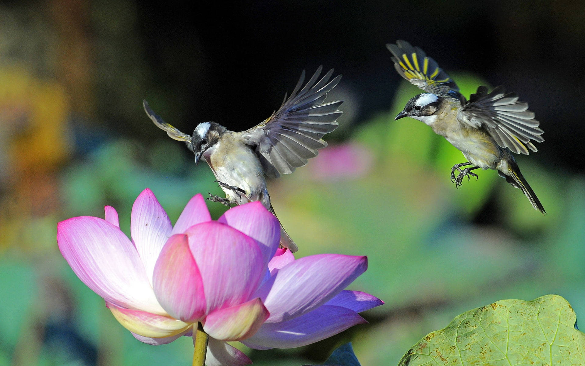 hummingbirds, vibrant pink lotus flower, soft blurred green background, Full HD Desktop Wallpaper