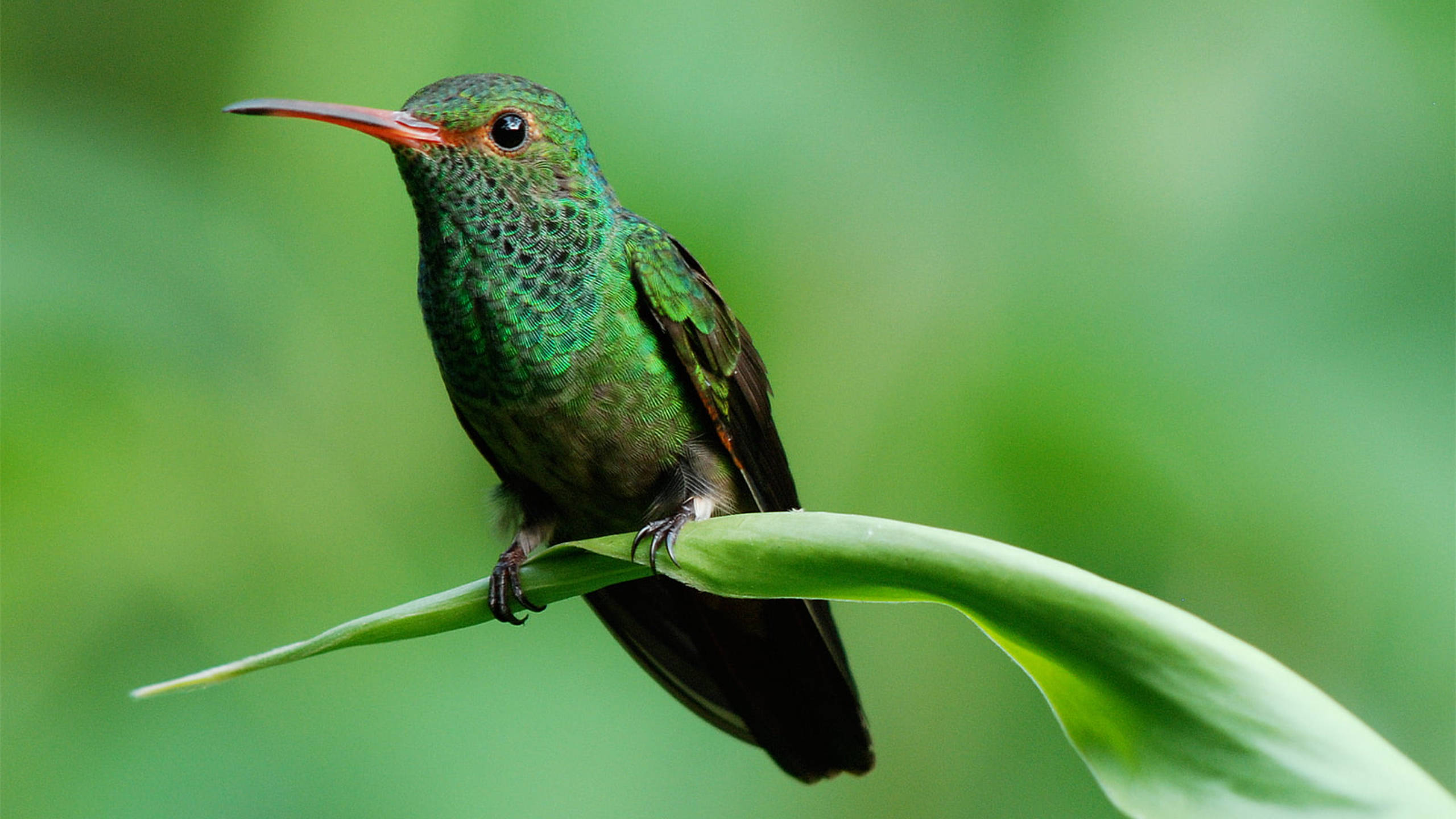 green hummingbird, long orange beak, curved green leaf, 2K Desktop Wallpaper