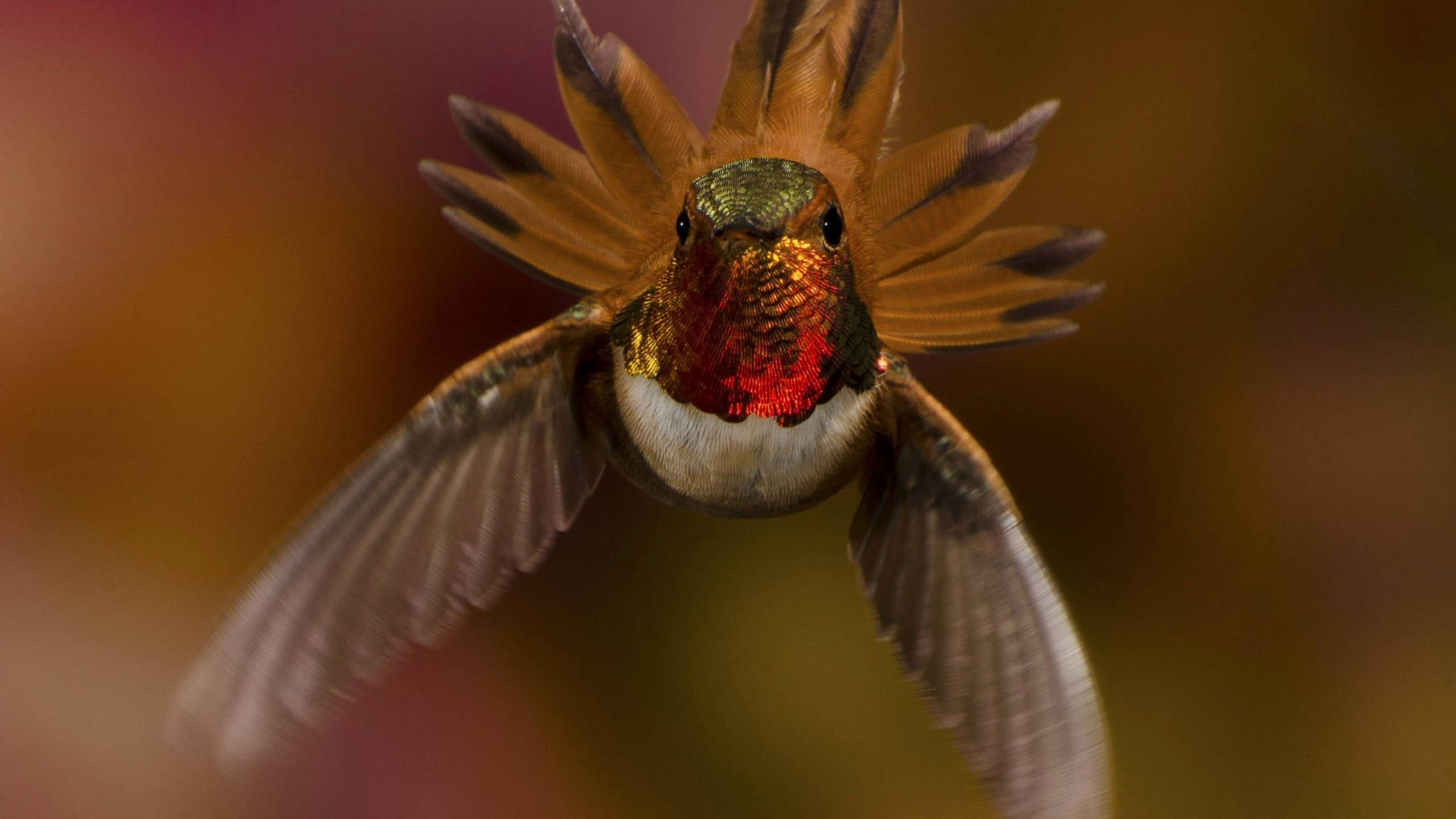 hummingbird, midair, wings blurred in motion, 2K Desktop Wallpaper