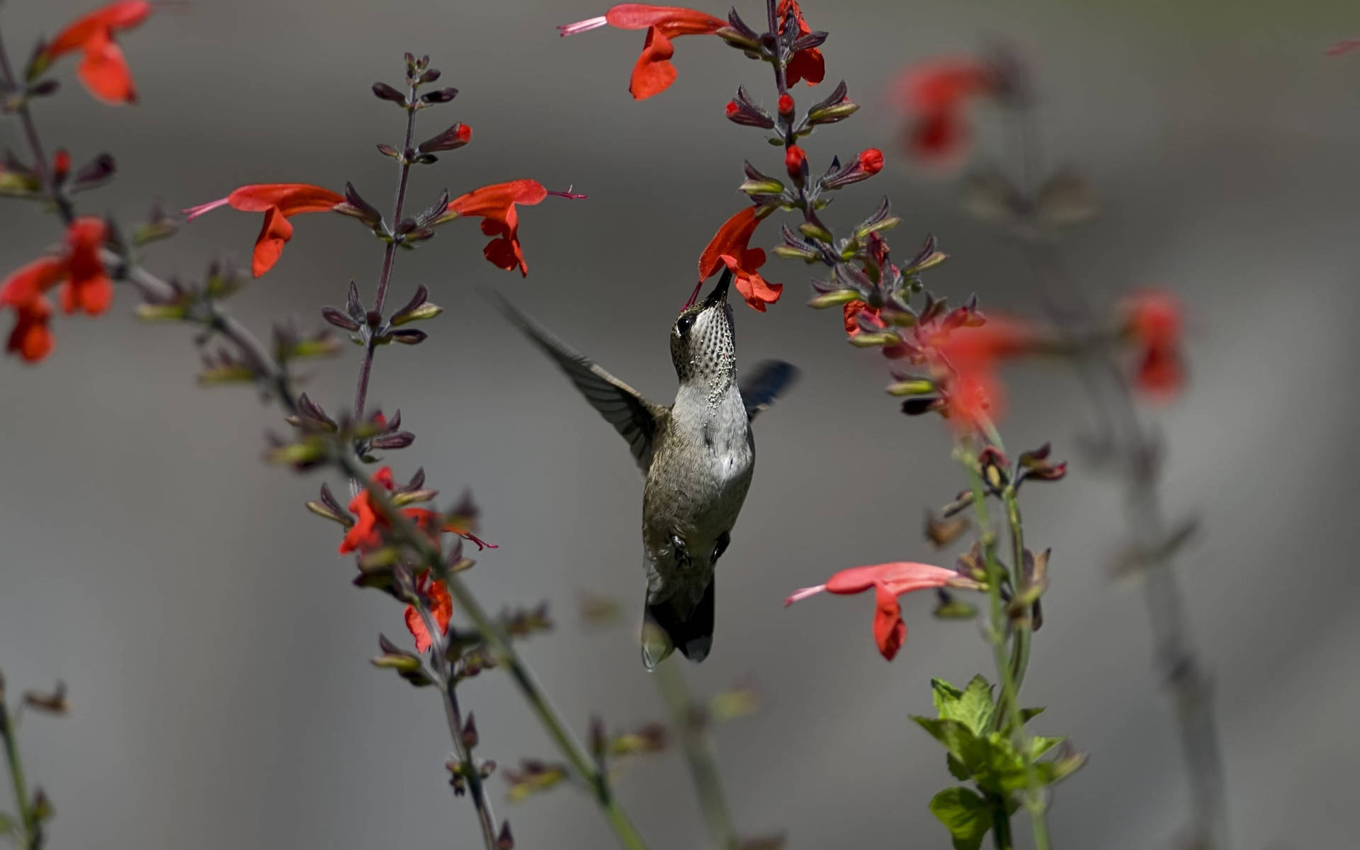 Hummingbird, red flowers, tubular flowers, Full HD Desktop Wallpaper