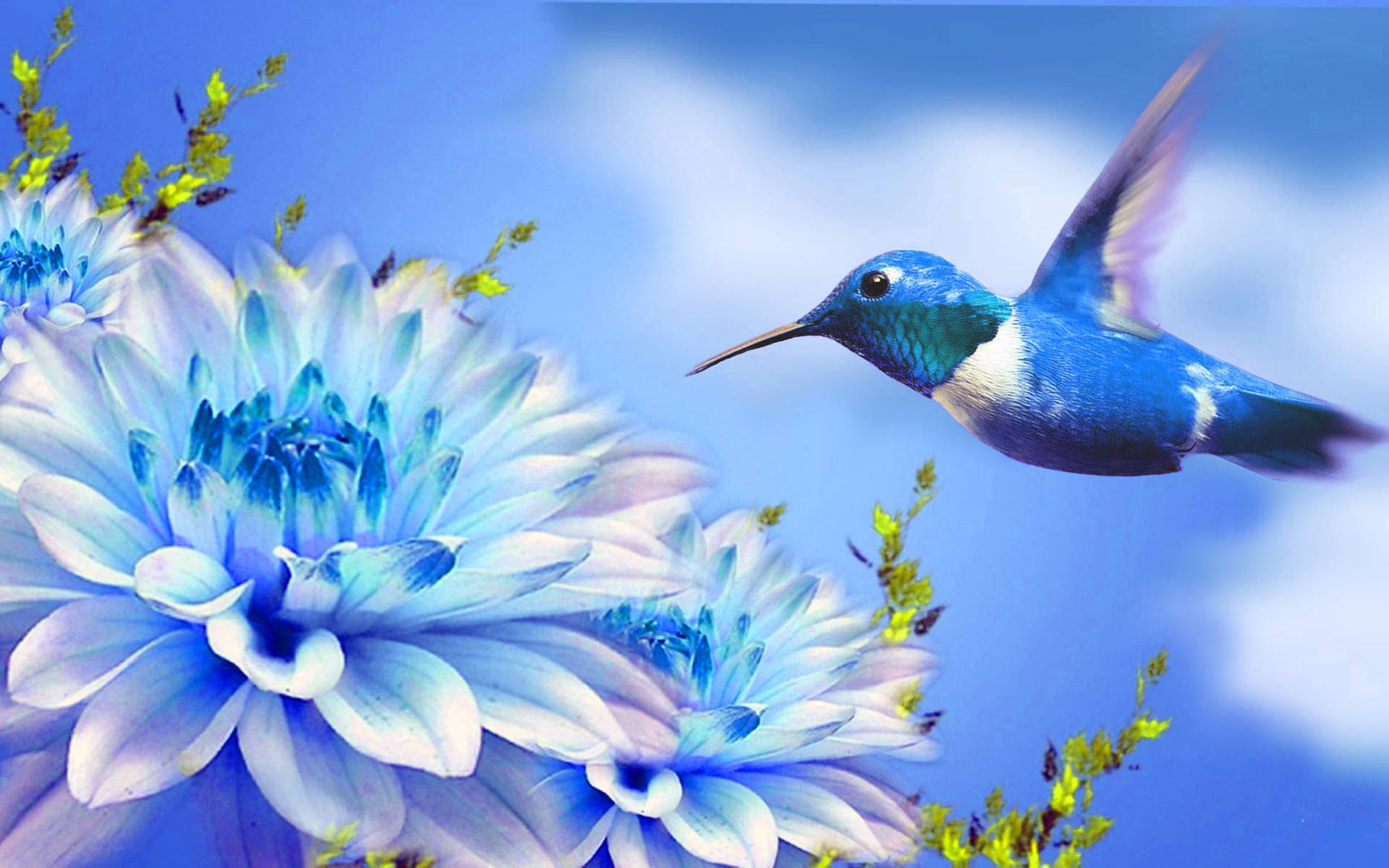 hummingbird, blue hummingbird, blue and white dahlia flowers, Full HD Desktop Wallpaper