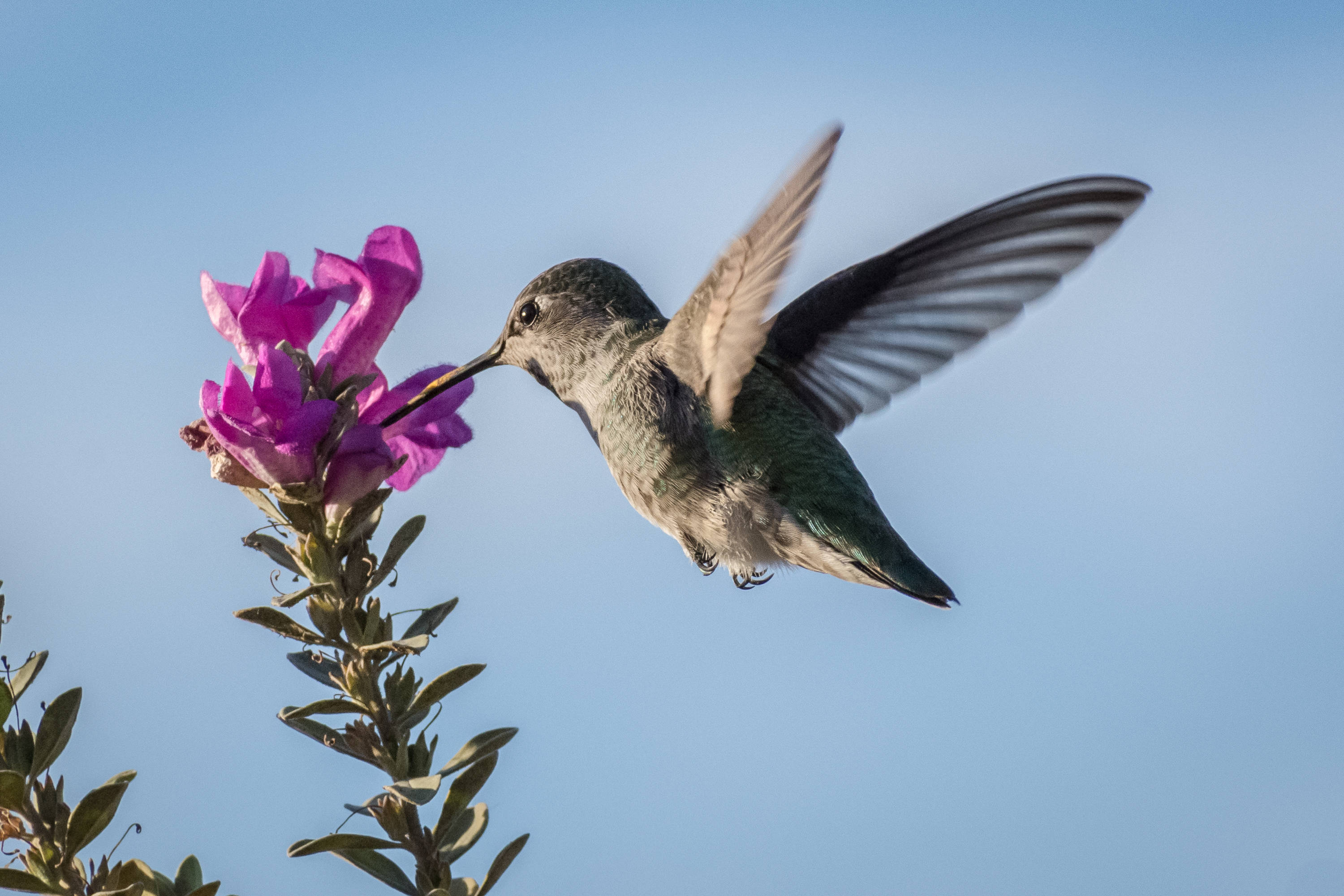 hummingbird, nectar, colorful flower, 2K Desktop Wallpaper