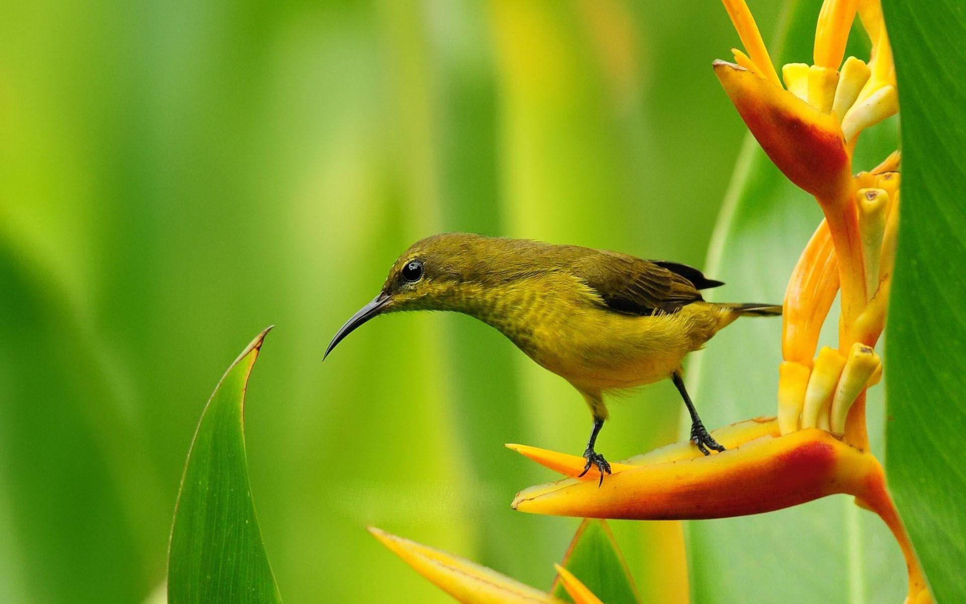 hummingbird, vibrant yellow, curved beak, Full HD Desktop Wallpaper