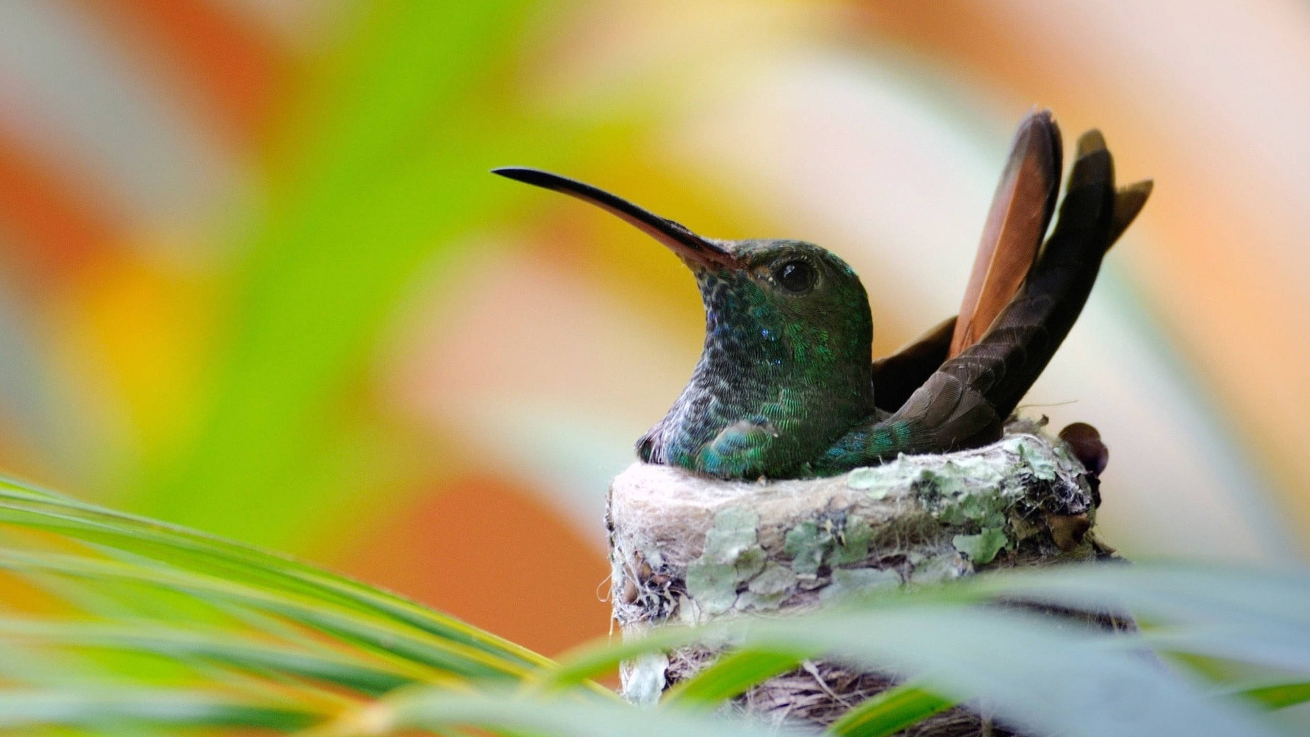 Hummingbird, mossy nest, tropical foliage, 2K Desktop Wallpaper