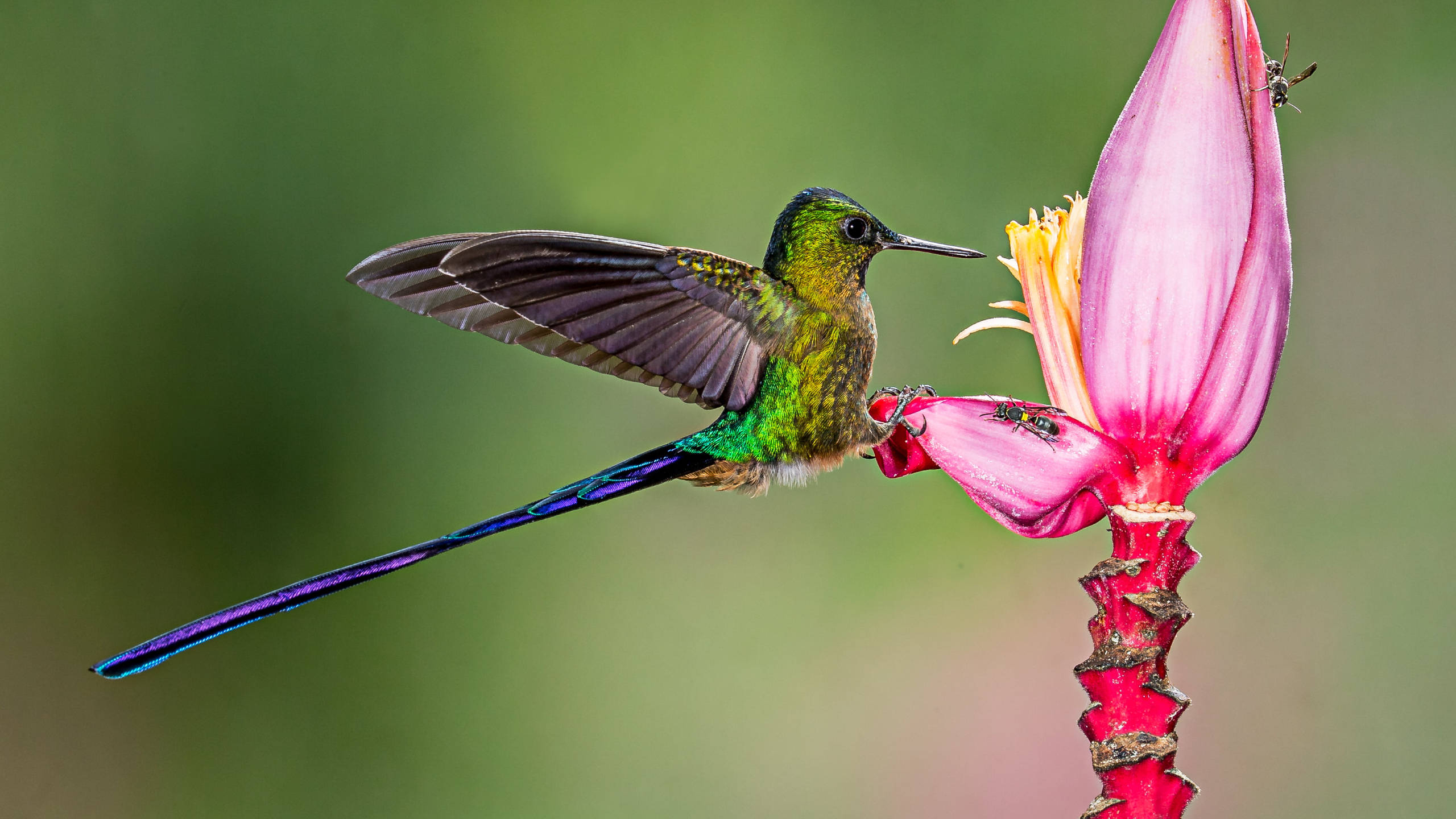 hummingbird, banana flower, vibrant green, 2K Desktop Wallpaper