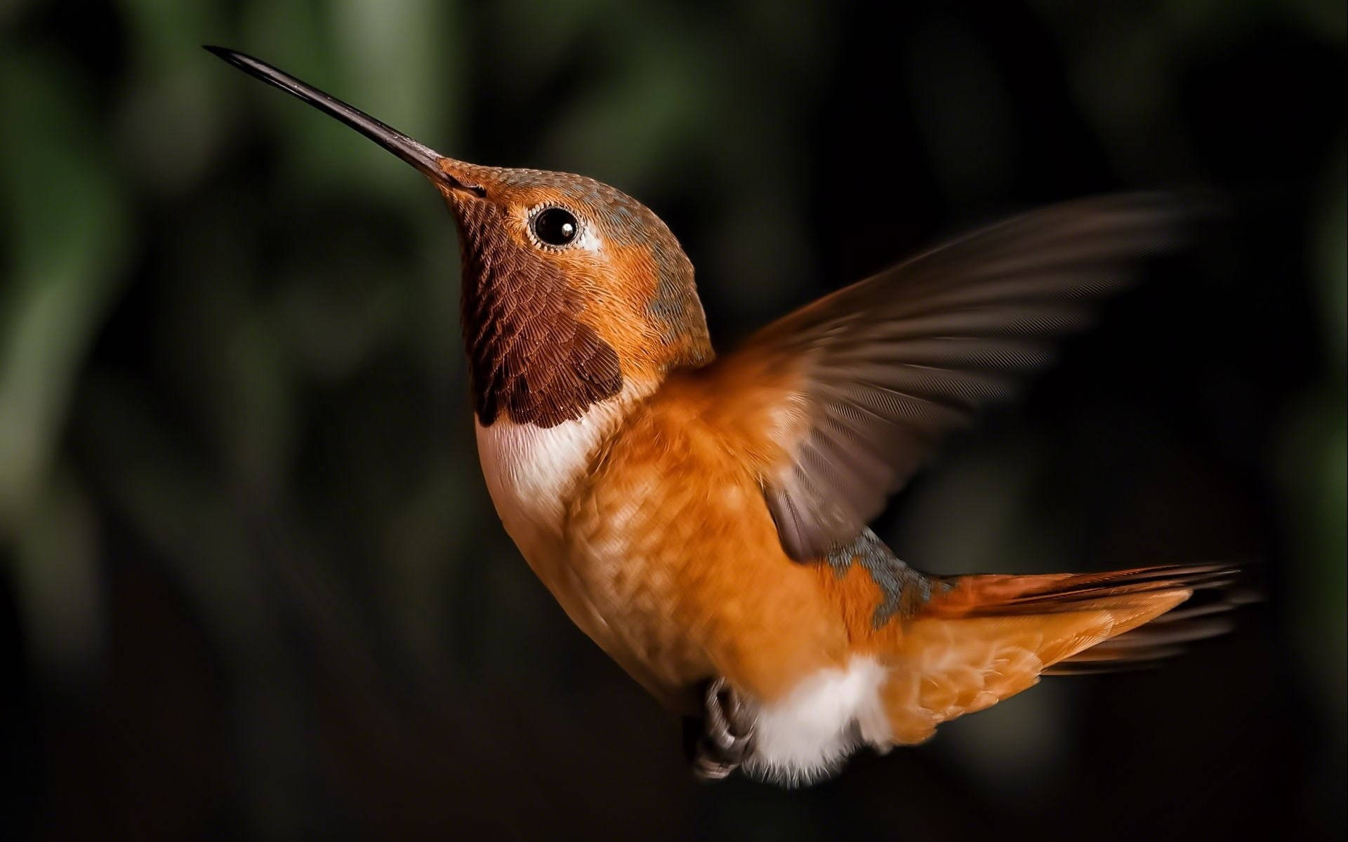 flying hummingbird, vibrant orange, blurred wings, Full HD Desktop Wallpaper