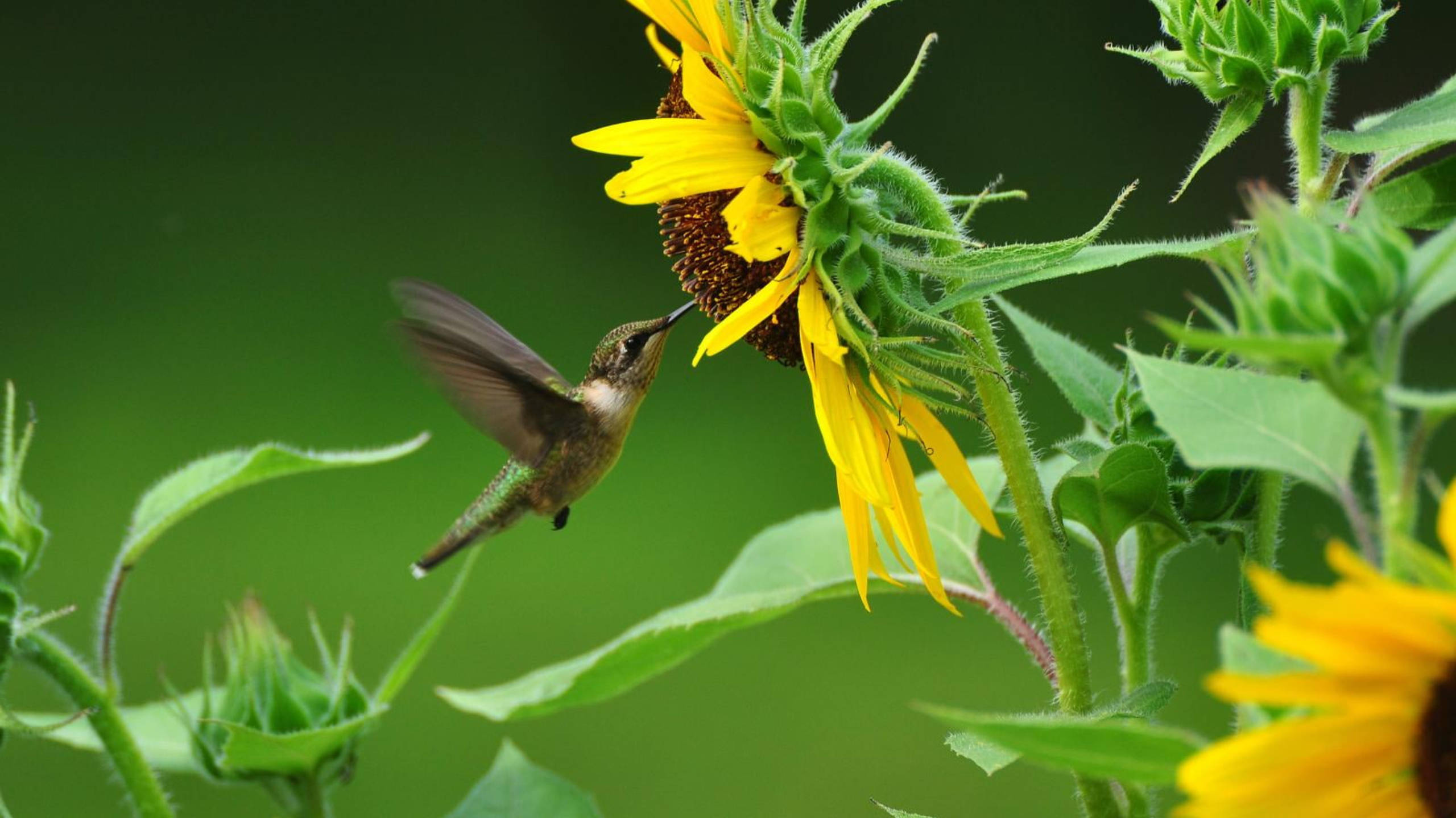 hummingbird, sunflower, vibrant yellow, 2K Desktop Wallpaper