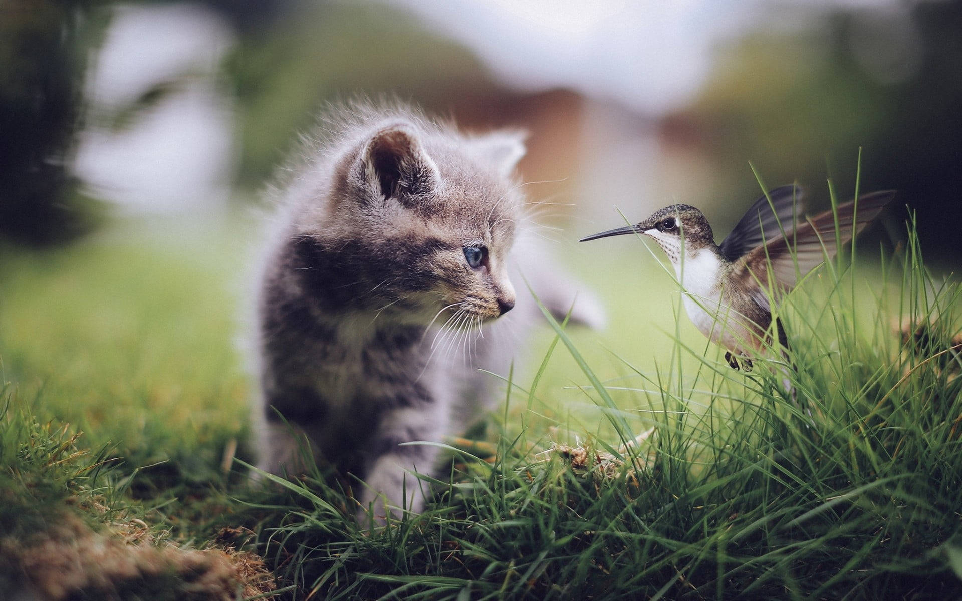Hummingbird, kitten, gray kitten, Full HD Desktop Wallpaper