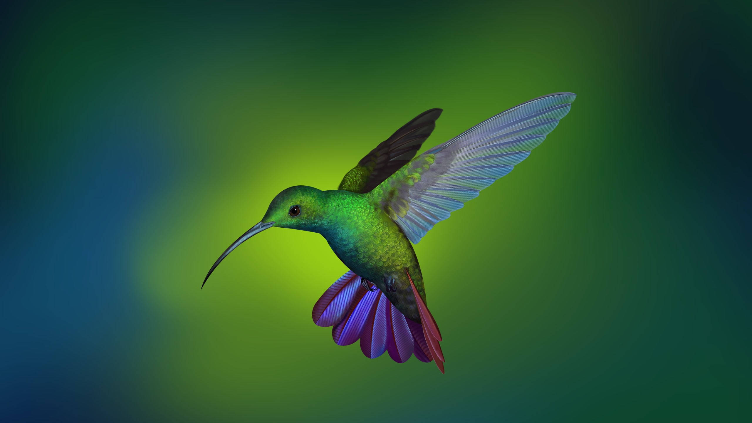 hummingbird, iridescent green body, purple tail, 2K Desktop Wallpaper