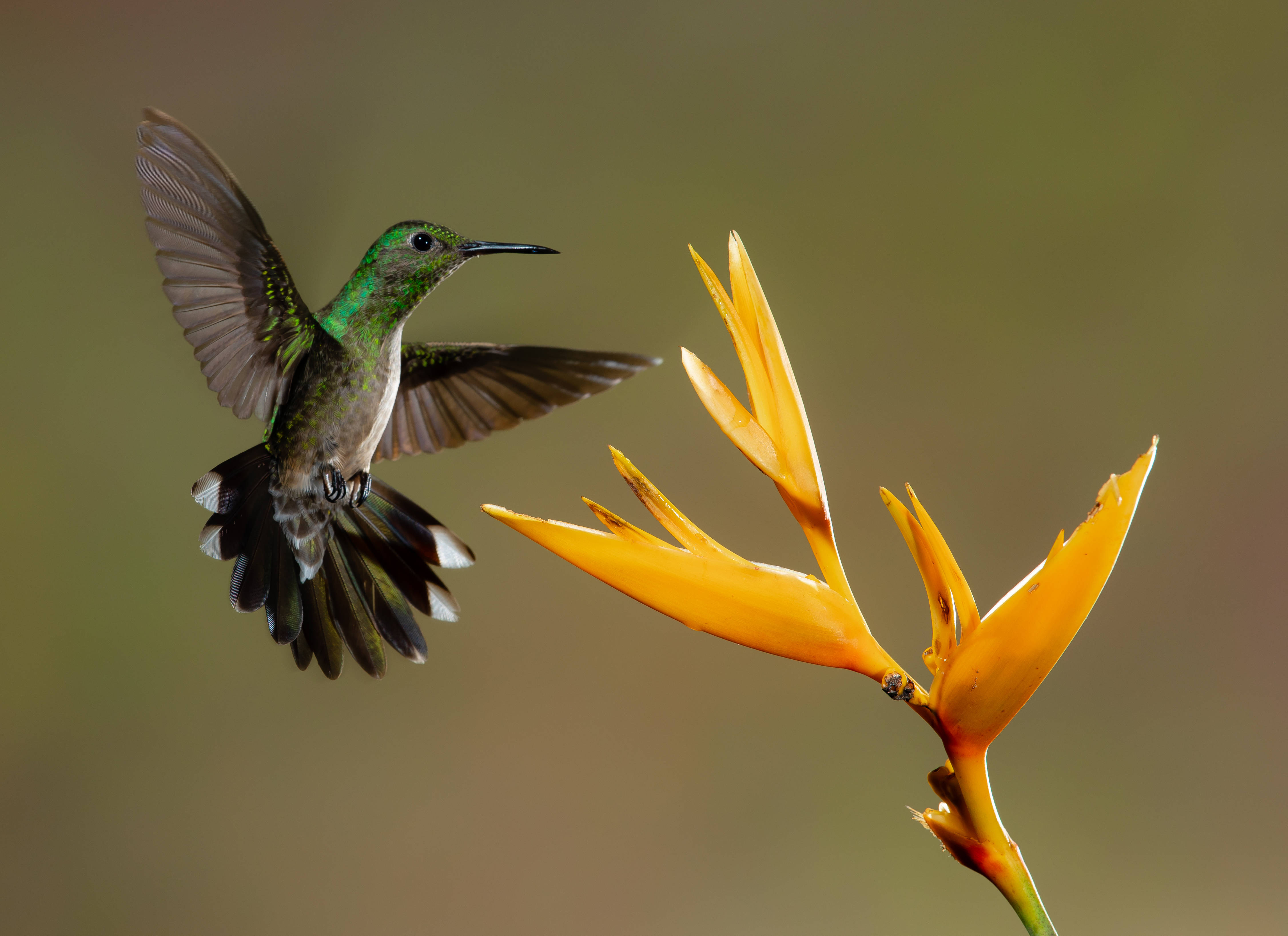 Hummingbird, yellow flower, bright orange bird of paradise flower, 4K Desktop Wallpaper