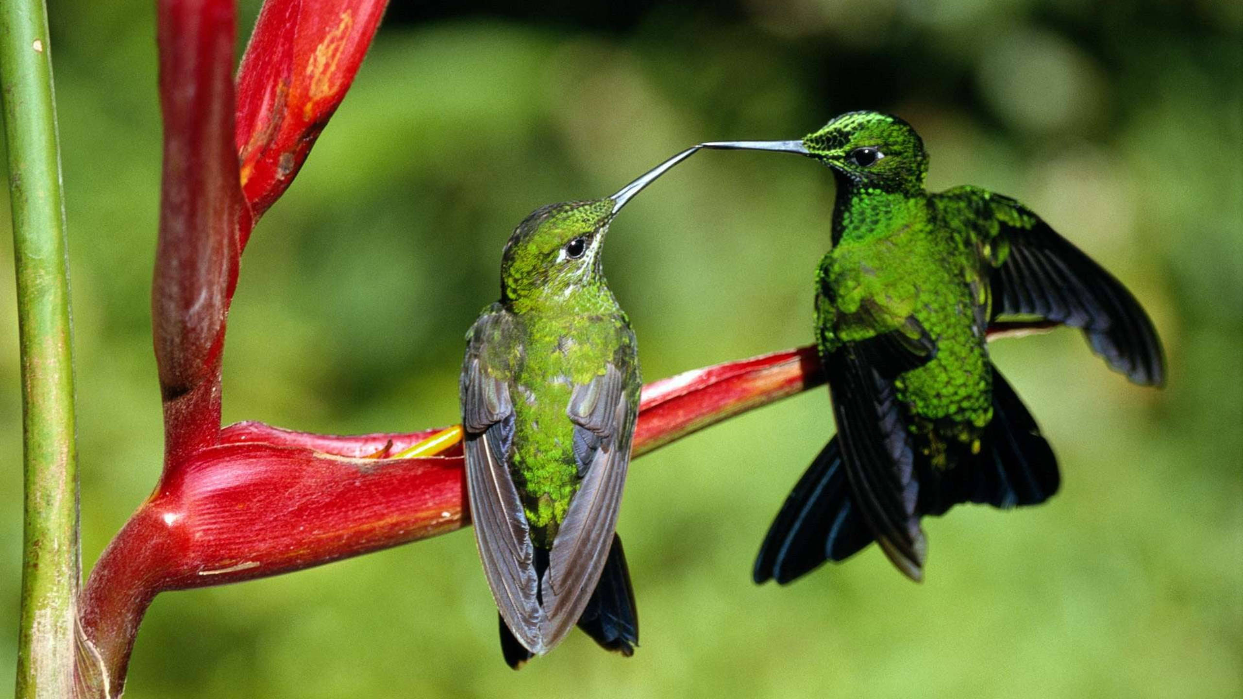 two green hummingbirds, iridescent green hummingbirds, vibrant red heliconia flower, 2K Desktop Wallpaper