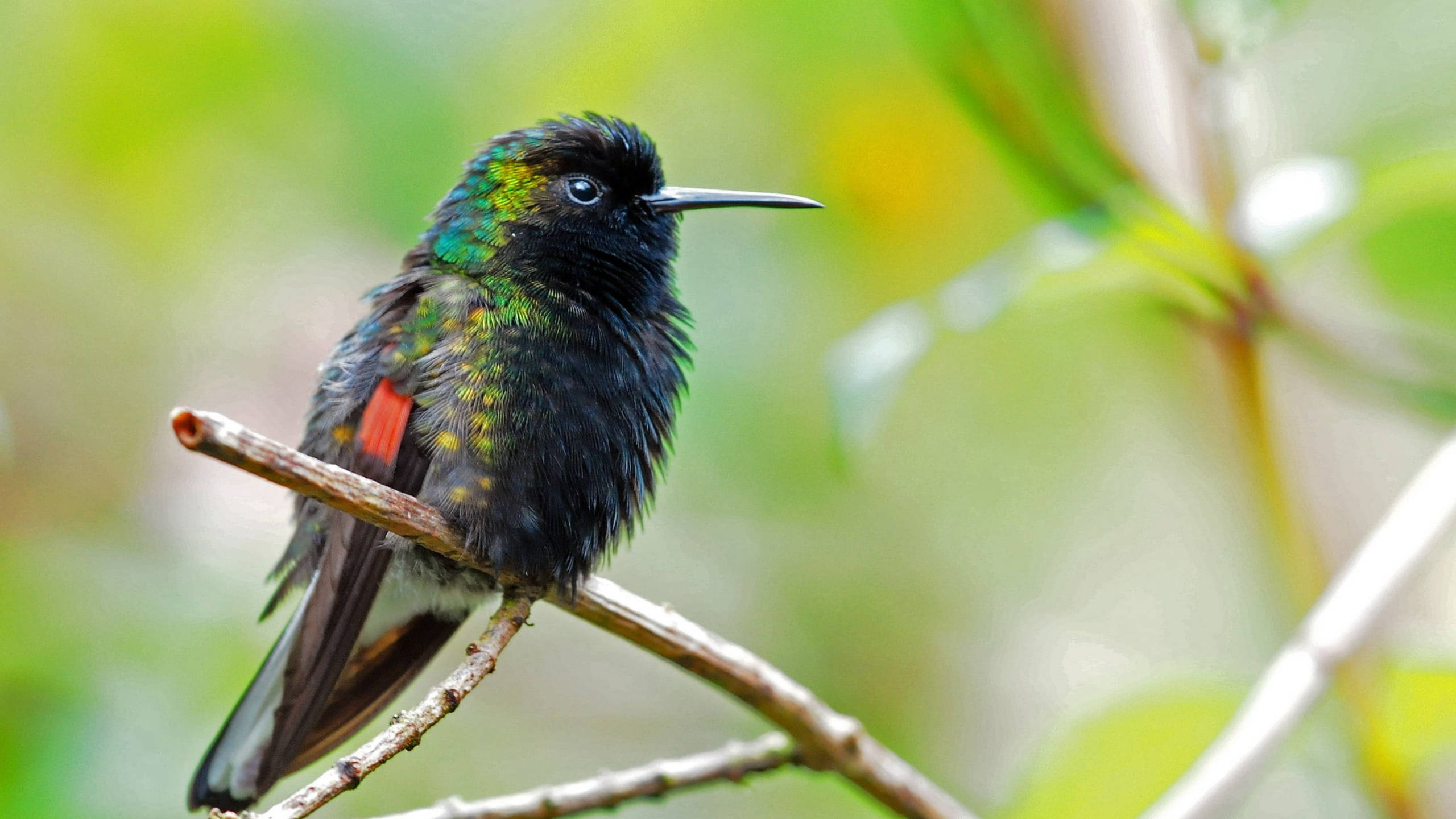 hummingbird, twig, iridescent green and red feathers, 2K Desktop Wallpaper