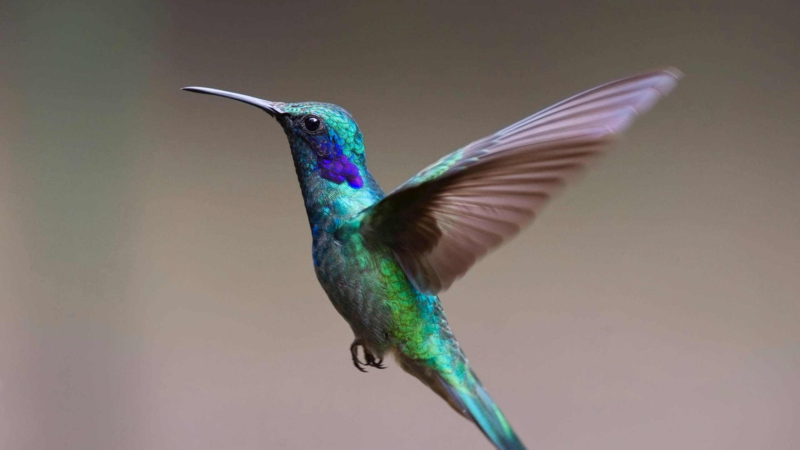 green and blue hummingbird, iridescent green feathers, purple throat, 2K Desktop Wallpaper