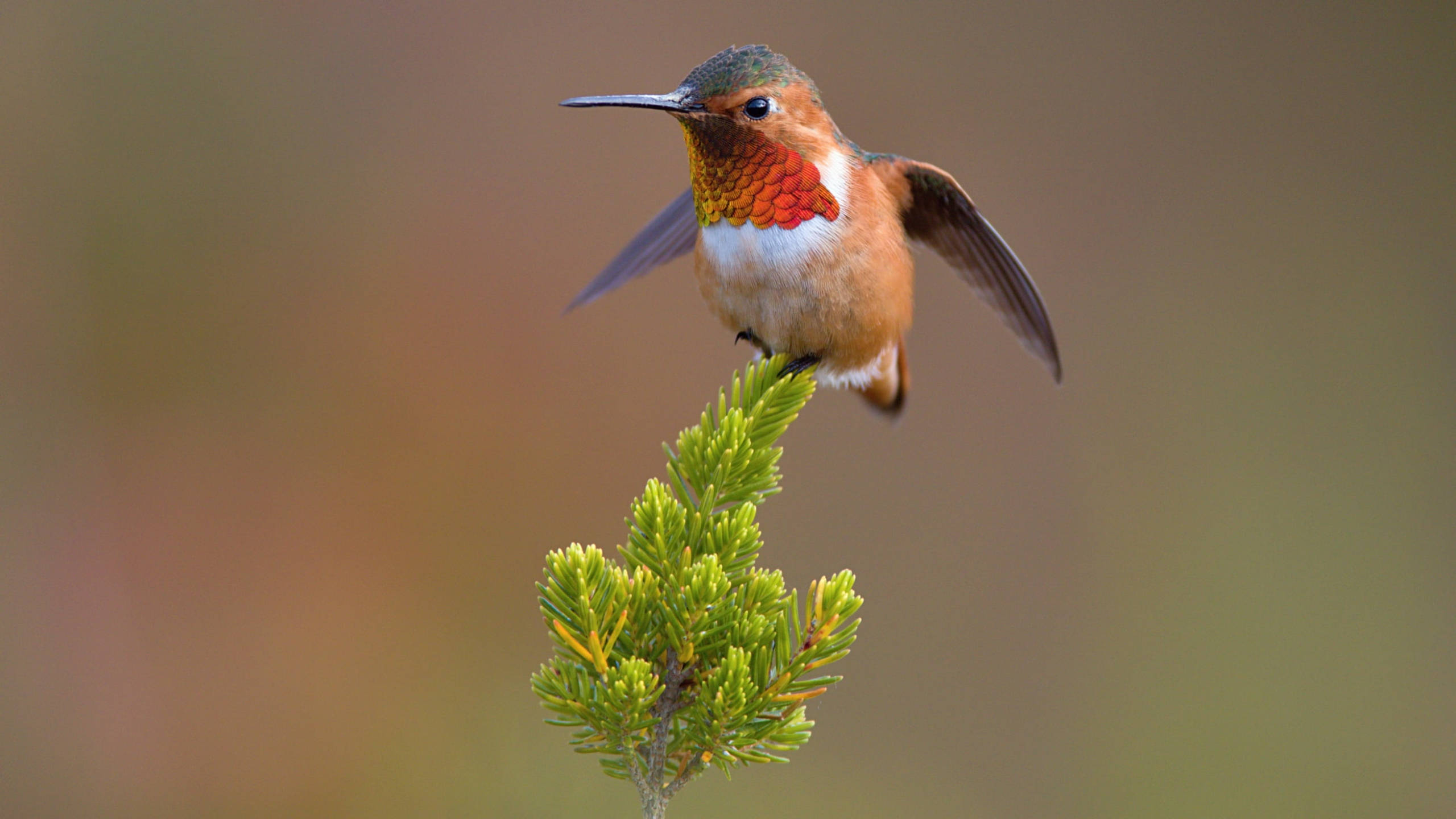hummingbird, pine tree leaves, green pine sprig, 2K Desktop Wallpaper