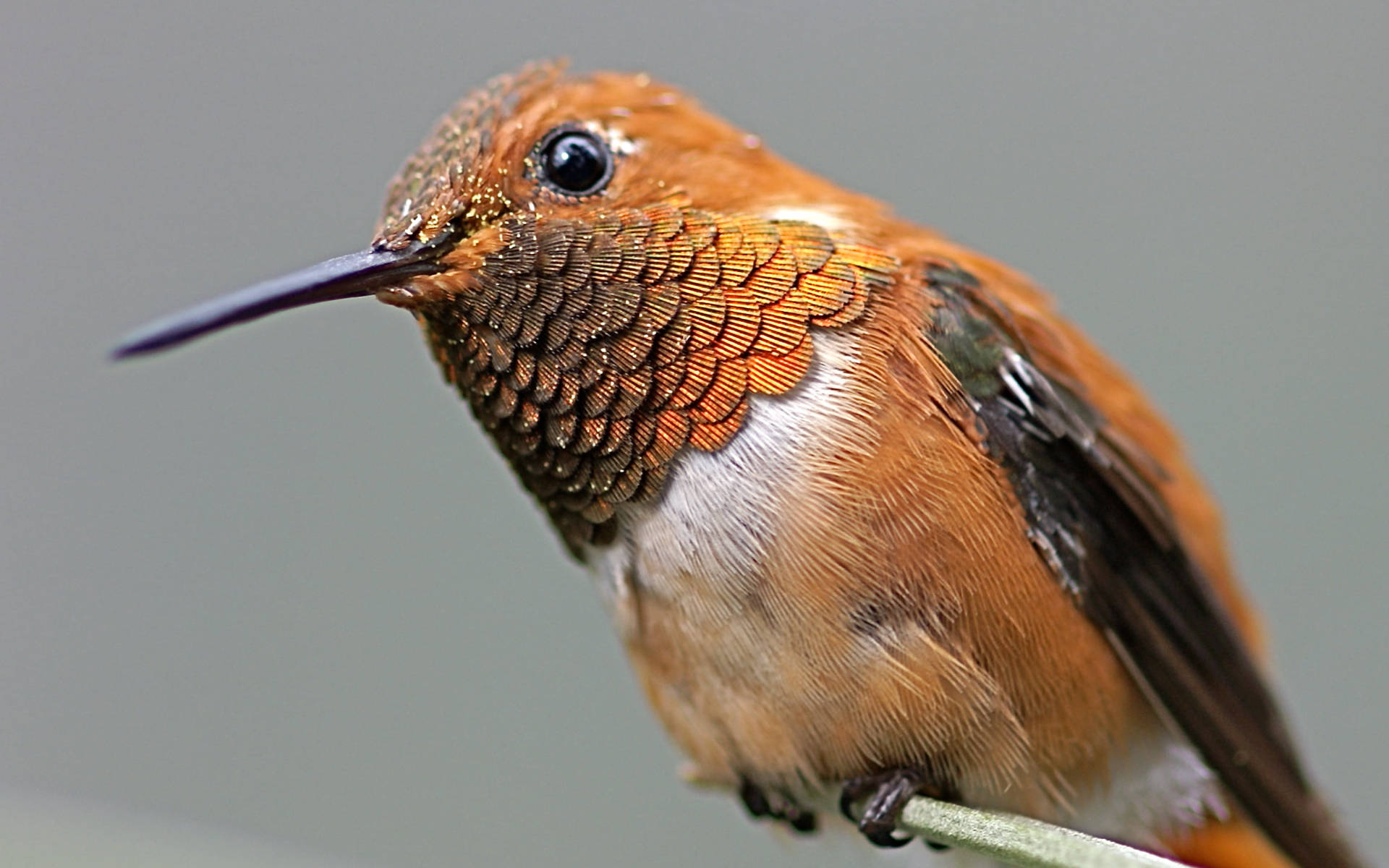 brown hummingbird, iridescent copper feathers, thin branch, Full HD Desktop Wallpaper