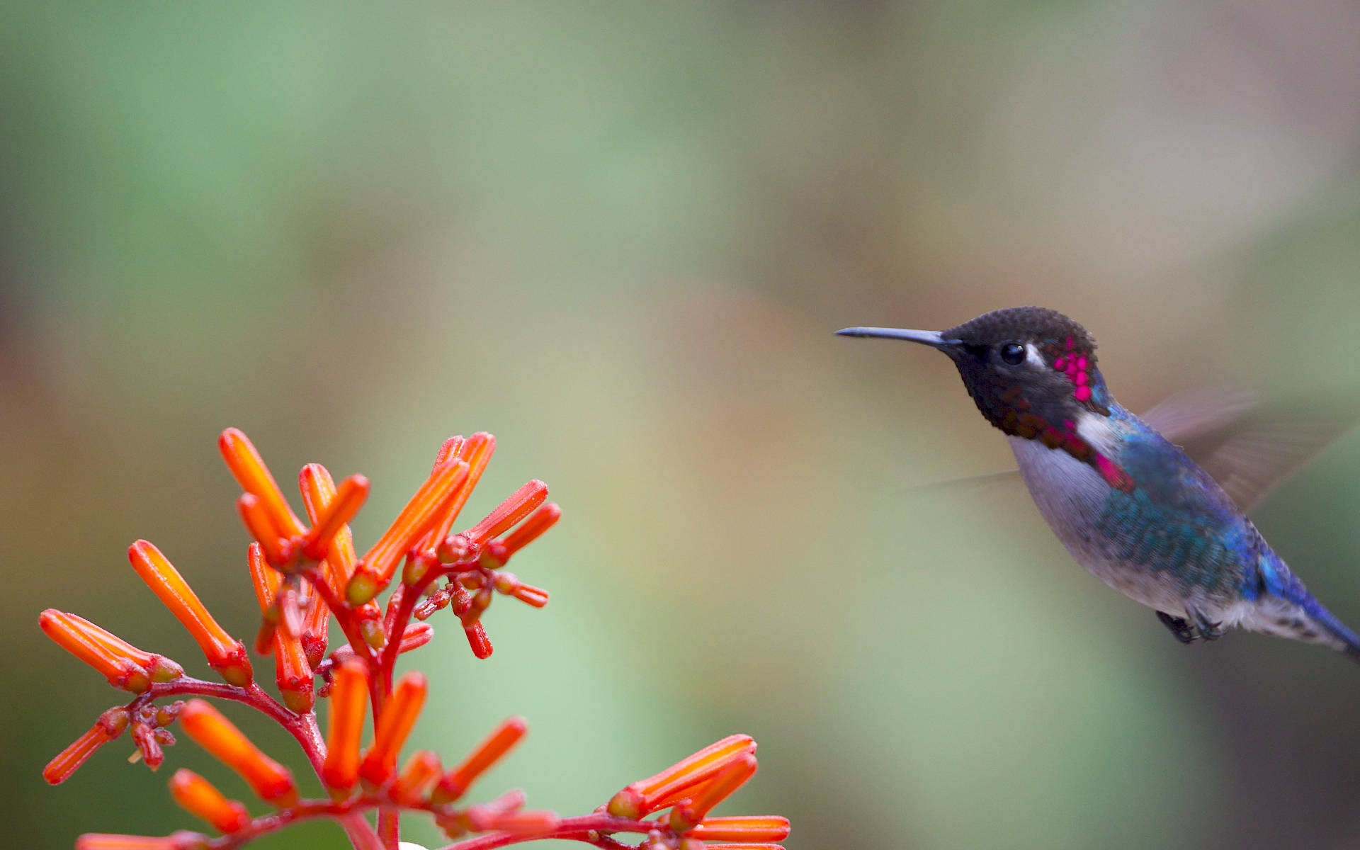 Hummingbird, red flowers, bright orange tubular flowers, Full HD Desktop Wallpaper