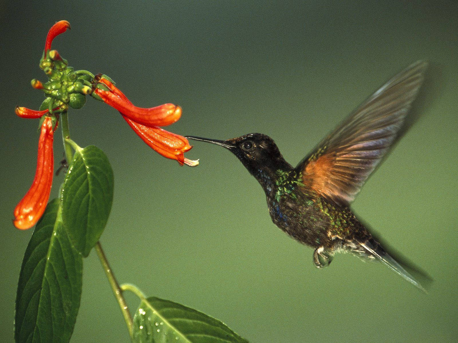 hummingbird, iridescent feathers, vibrant red tubular flower, HD Desktop Wallpaper