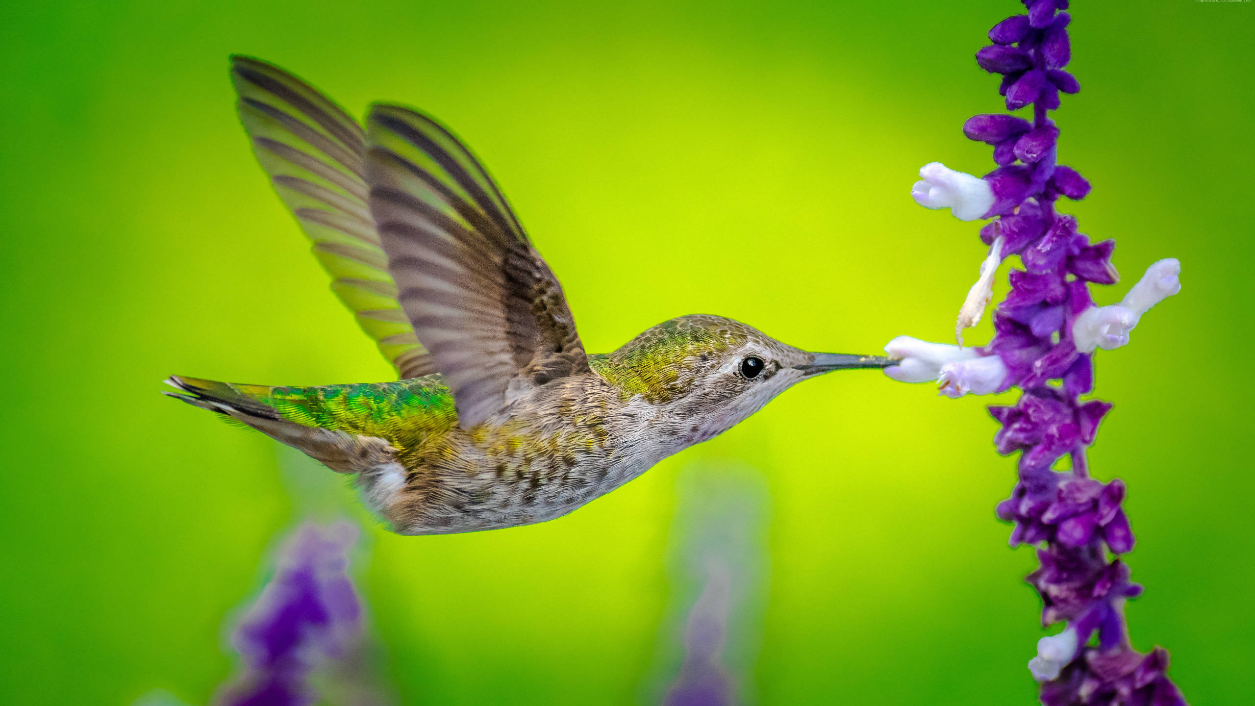 hummingbird, purple flower, vibrant purple, 2K Desktop Wallpaper