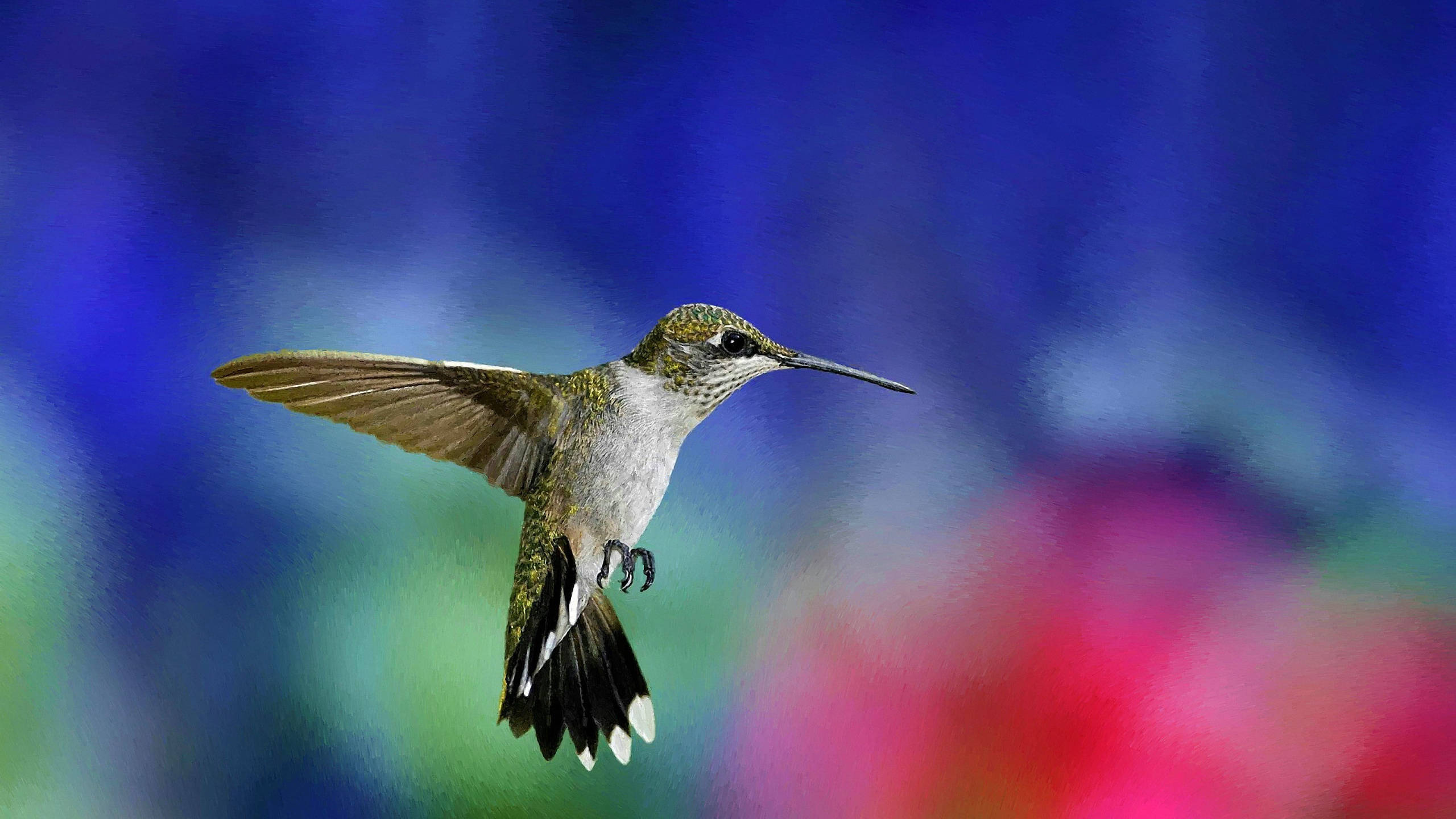 Hummingbird, blue pink and green background, wings blurred in motion, 2K Desktop Wallpaper