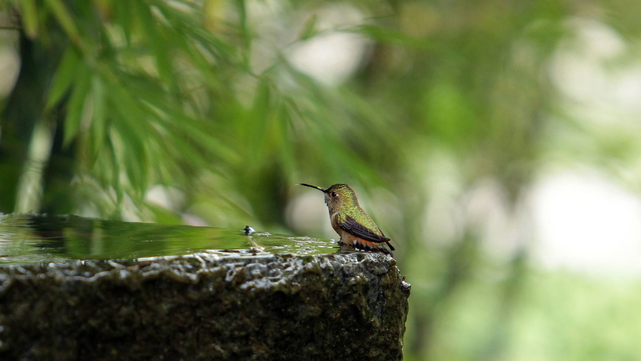 Hummingbird, rock, mossy stone edge, 2K Desktop Wallpaper
