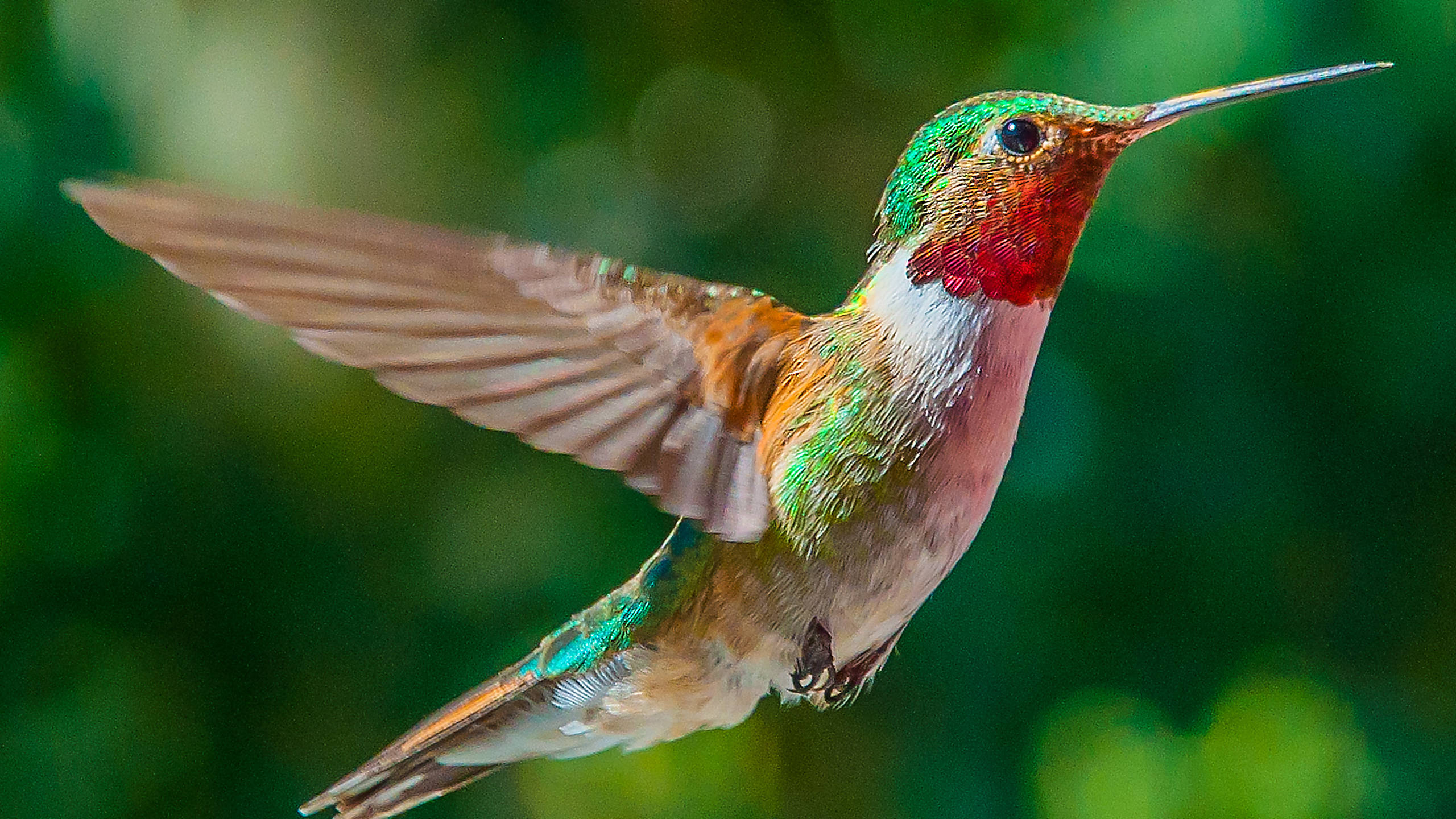 focus photography, flying hummingbird, vibrant hummingbird, 2K Desktop Wallpaper