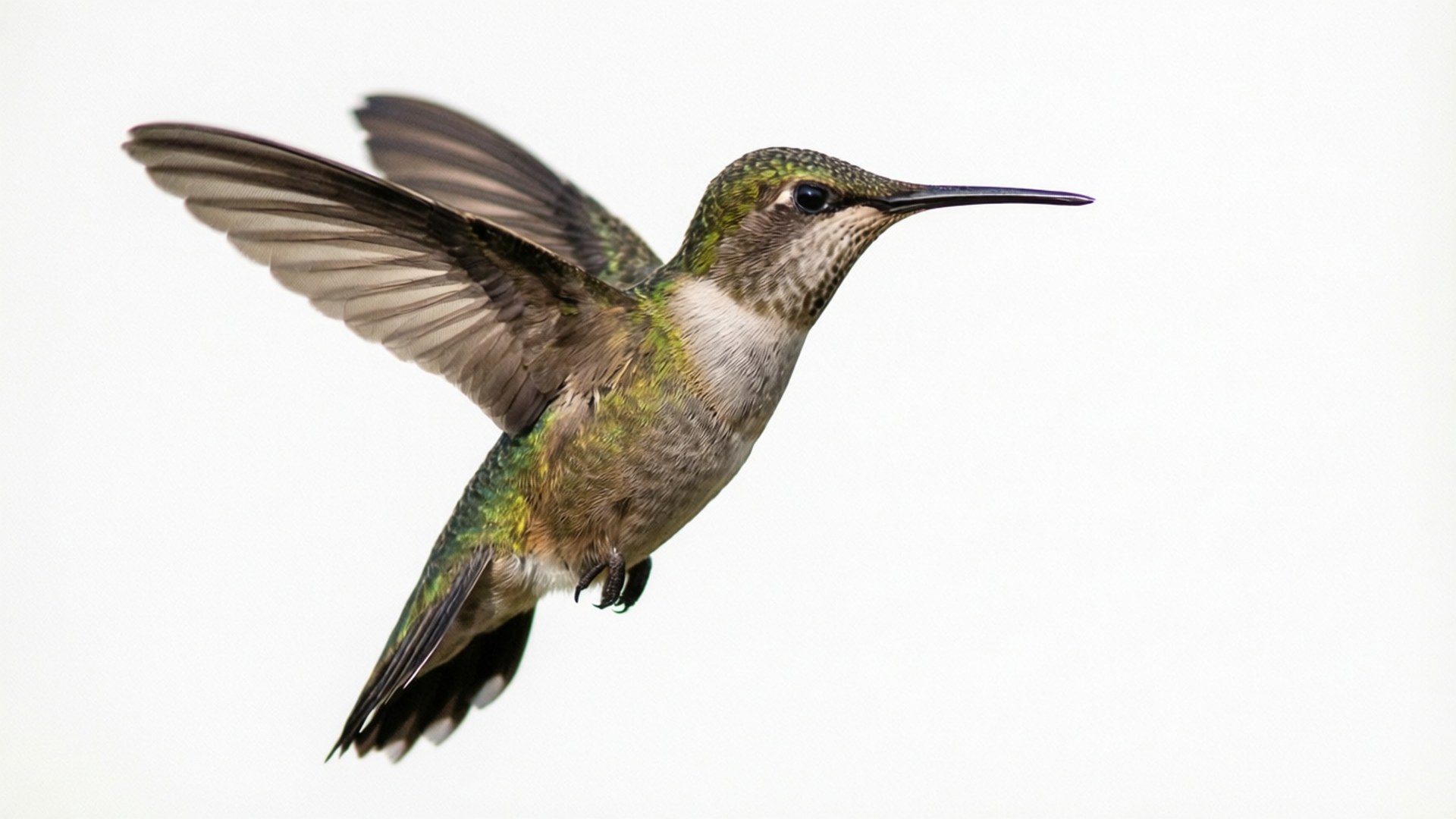 Hummingbird, frozen motion, white background, Full HD Desktop Wallpaper