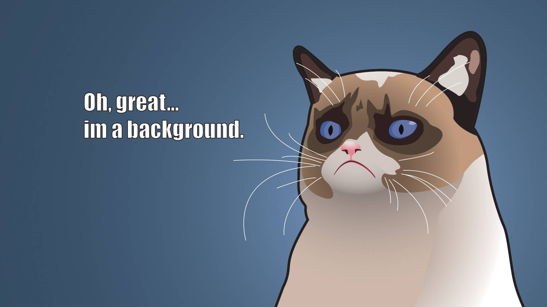 grumpy cat, snowshoe cat, blue eyes, Full HD Desktop Wallpaper