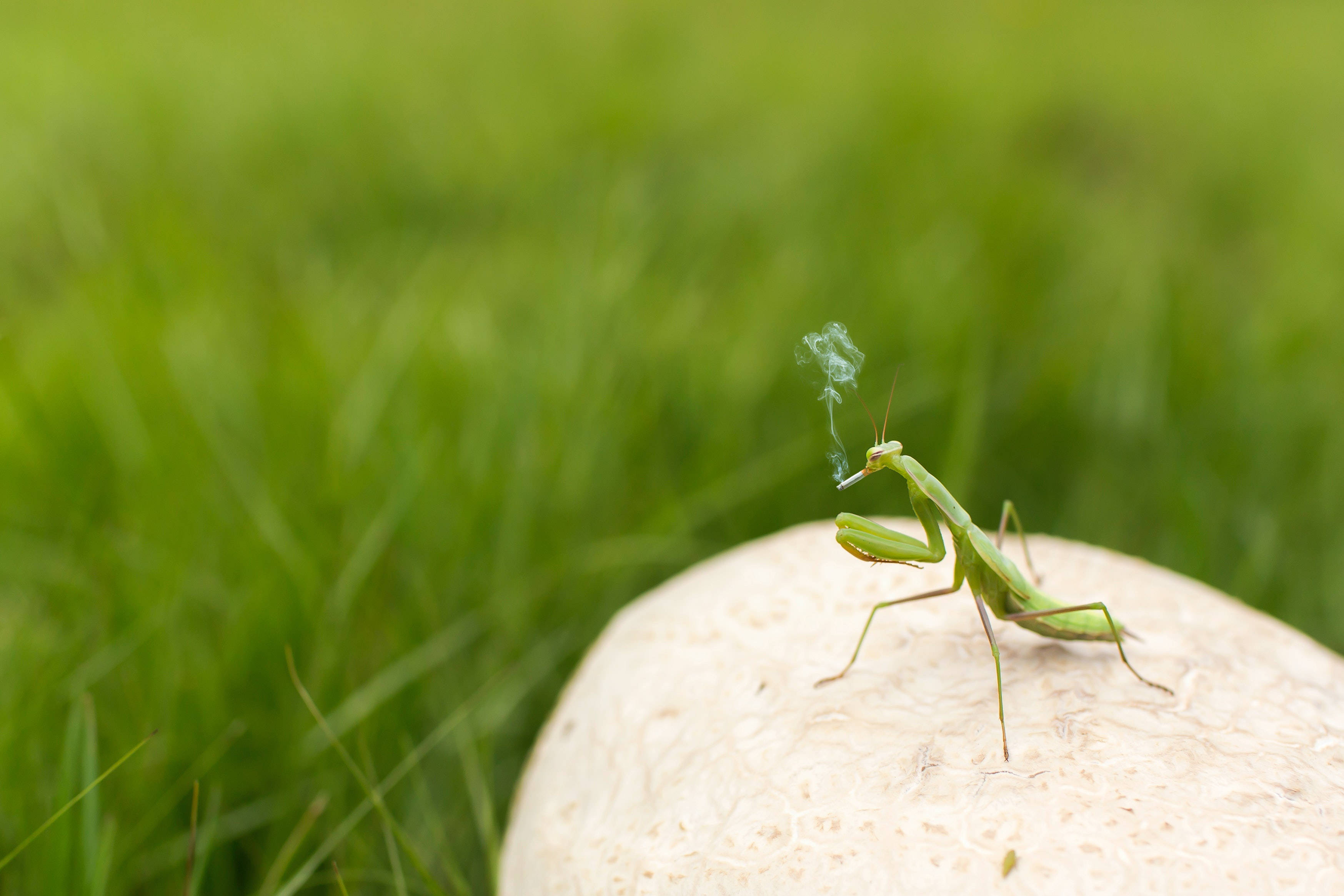 green praying mantis, pale mushroom, delicate wisp of smoke, 2K Desktop Wallpaper