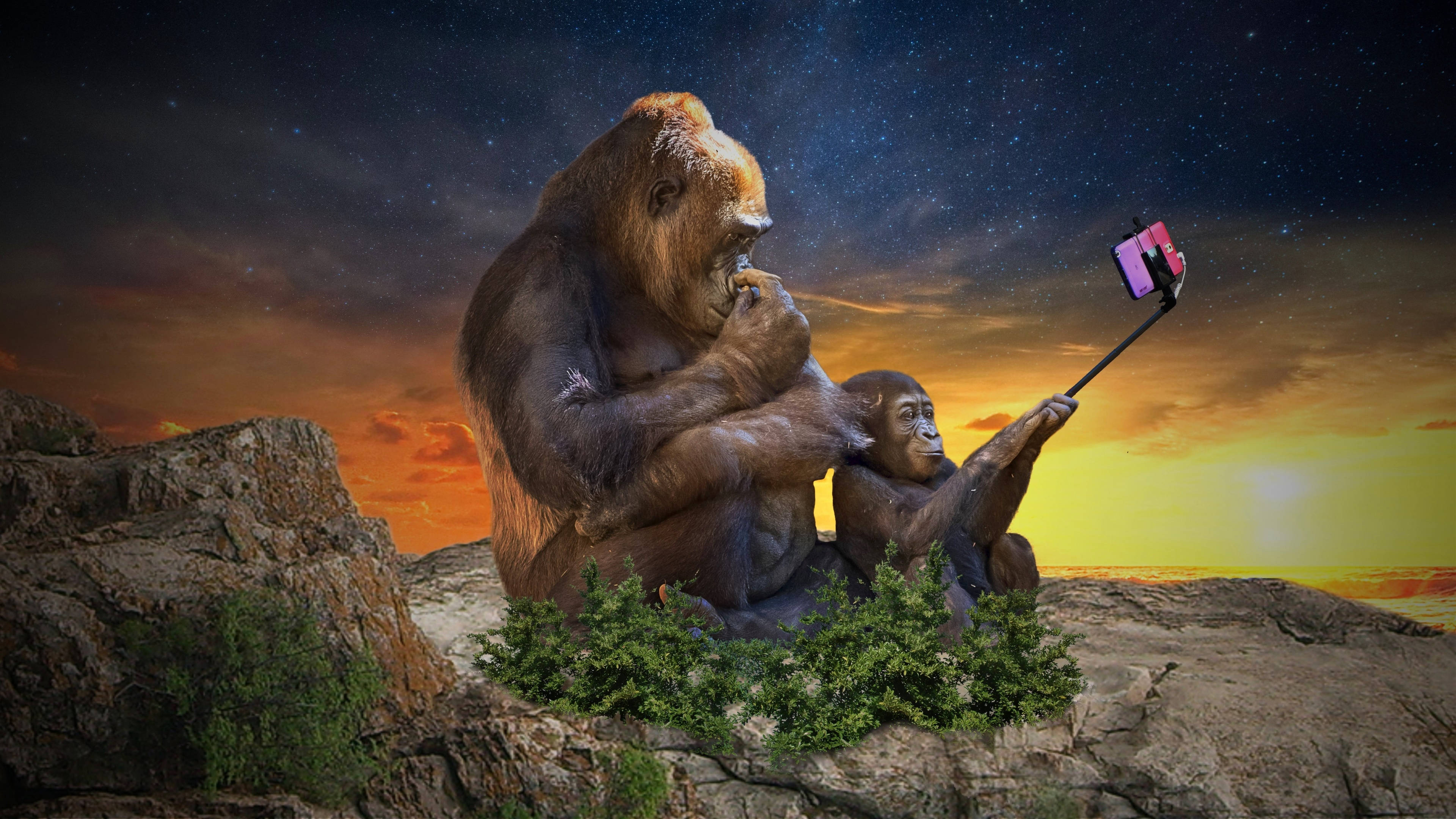 gorilla, rocky cliff, sunset, 4K Desktop Wallpaper