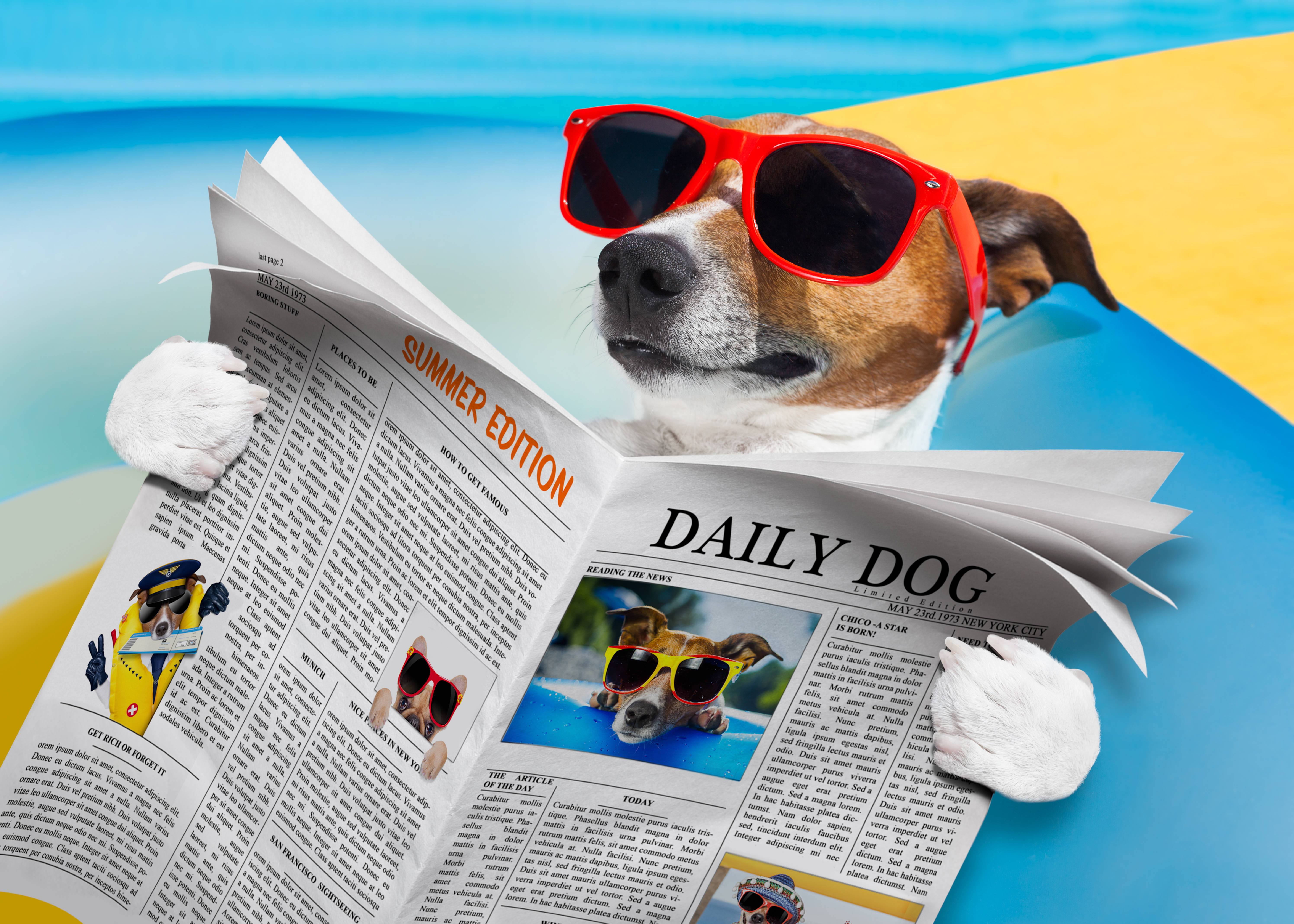 jack russell terrier, red sunglasses, Daily Dog, 5K Desktop Wallpaper