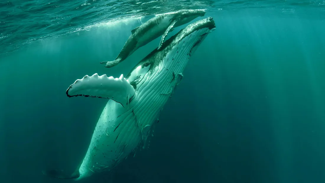 Humpback Whale Wallpapers