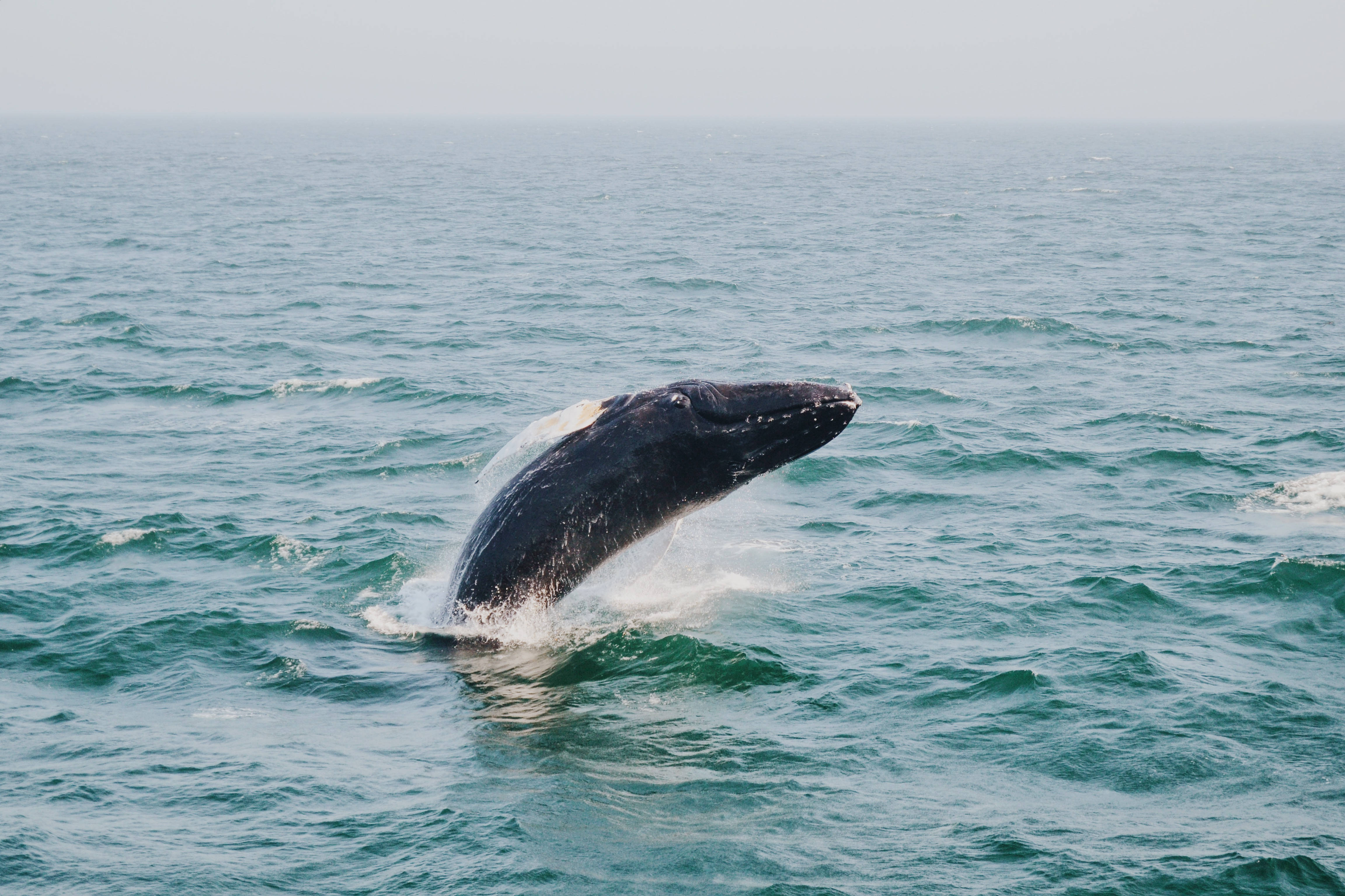 humpback whale, turquoise ocean, overcast sky, 4K Desktop Wallpaper