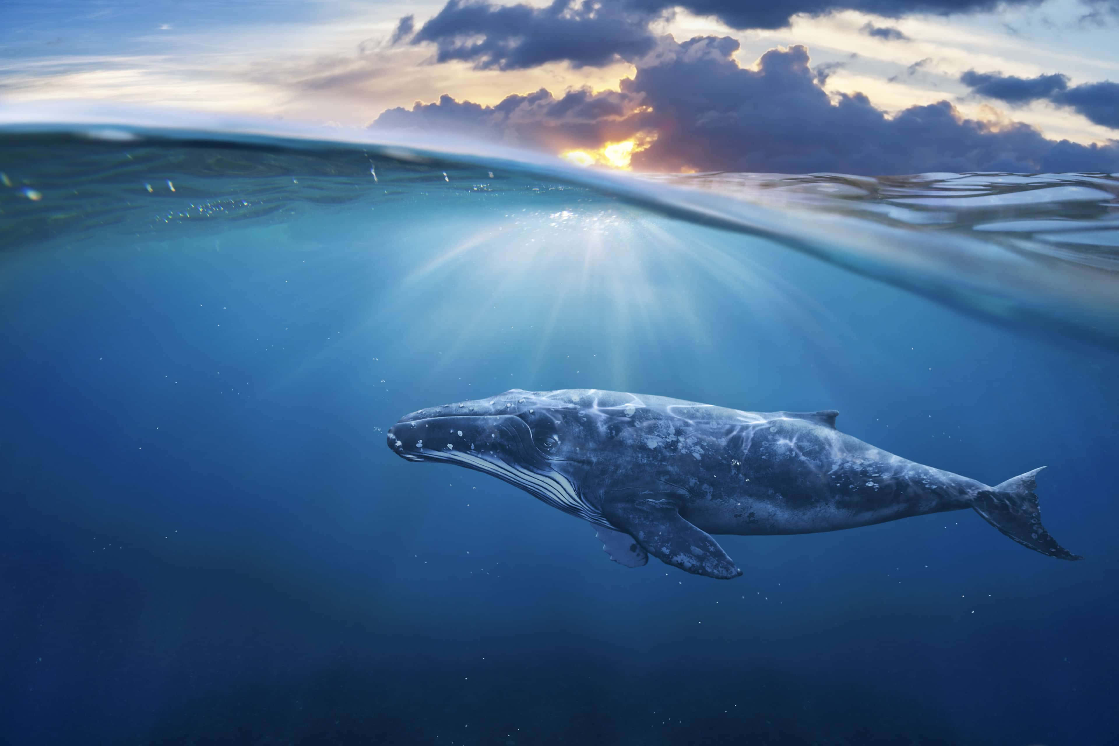 humpback whale, sunset, golden sunbeams, 4K Desktop Wallpaper
