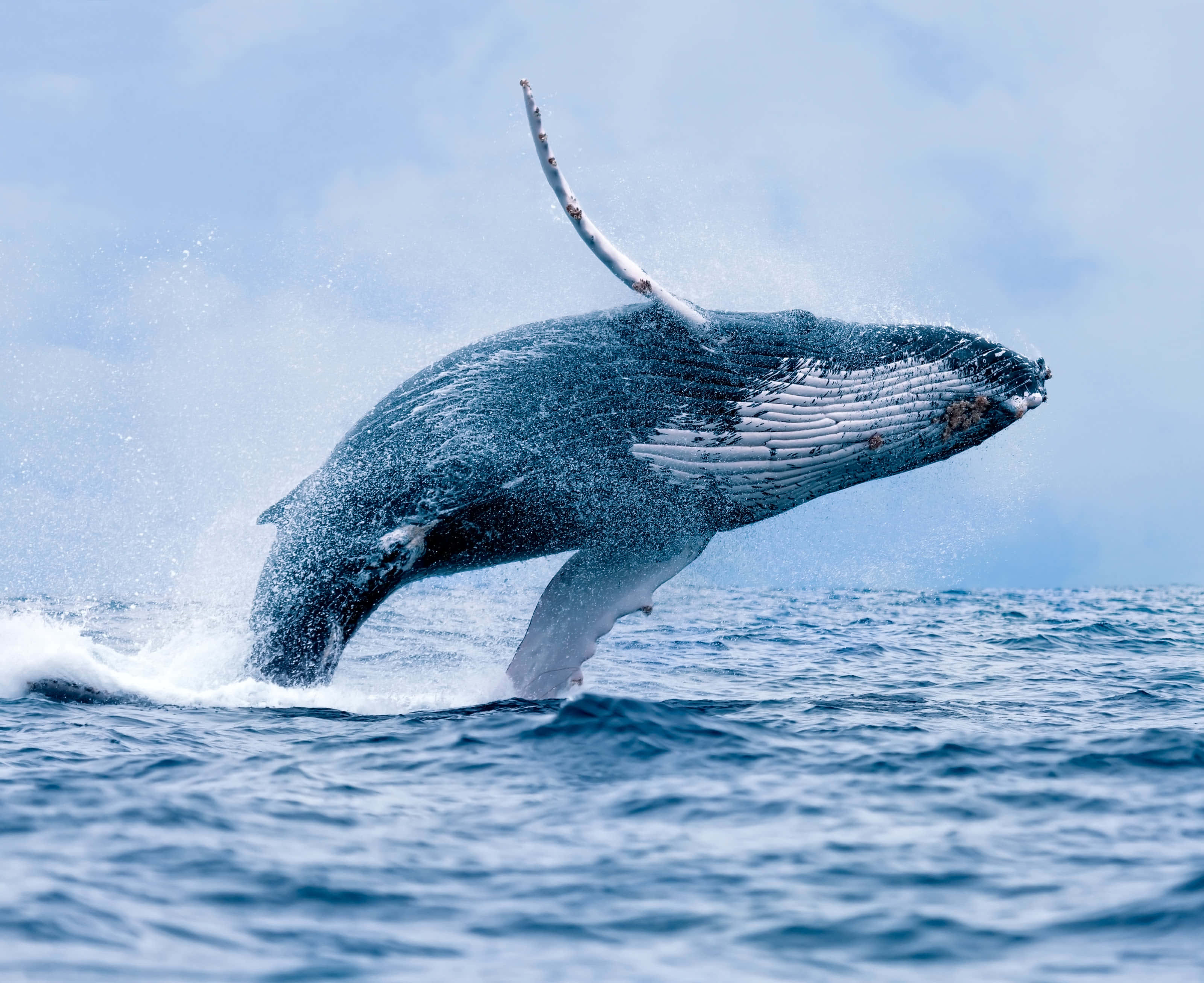 humpback whale, deep blue ocean, bright sky, 2K Desktop Wallpaper